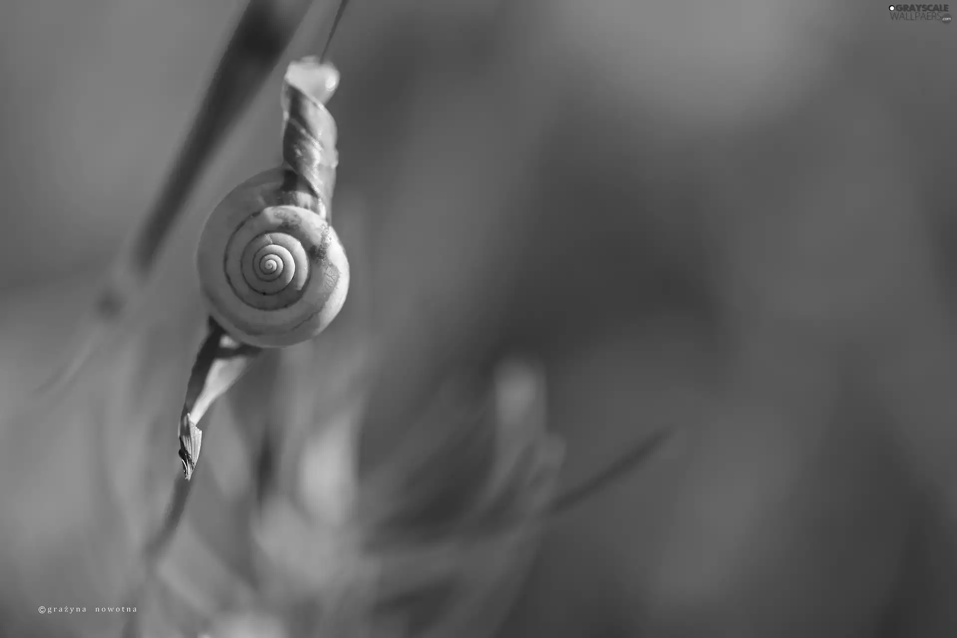 snail, shell