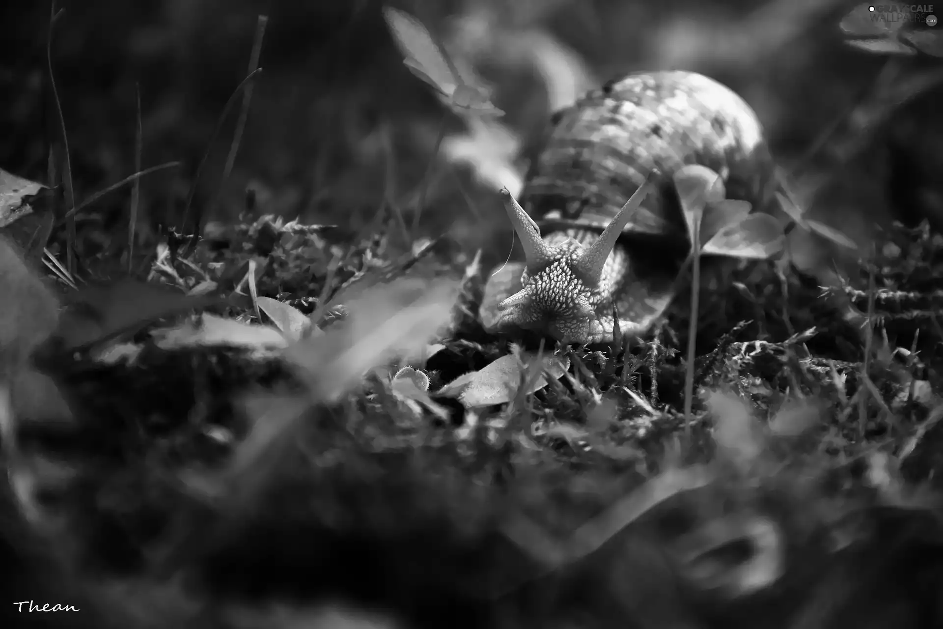 snail, horns, shell, winniczek