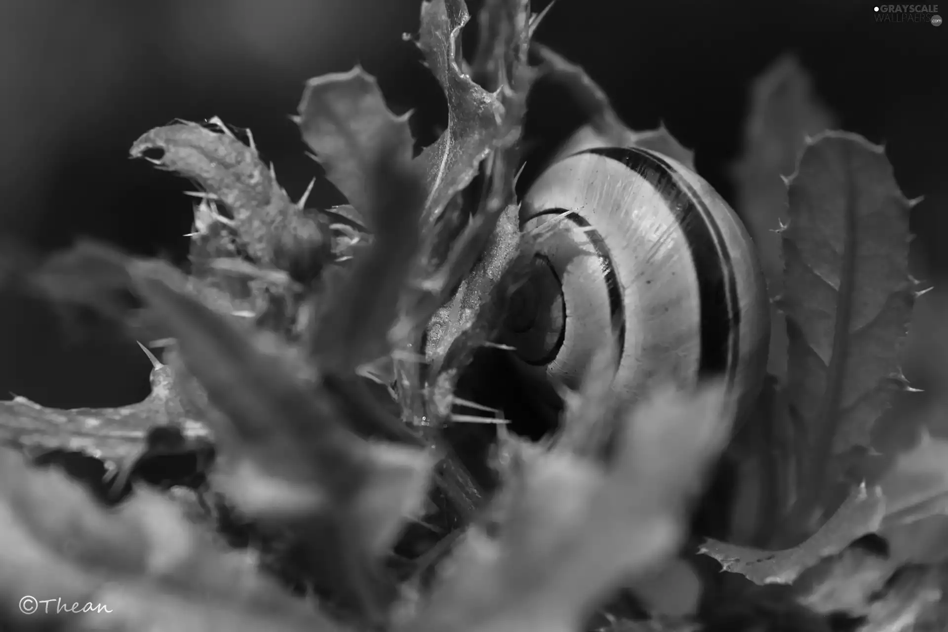 shell, Plants, snail