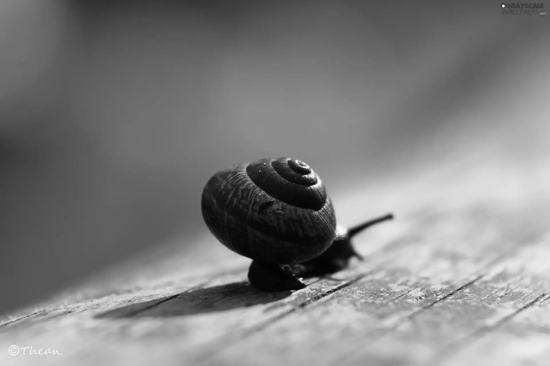 snail, shell