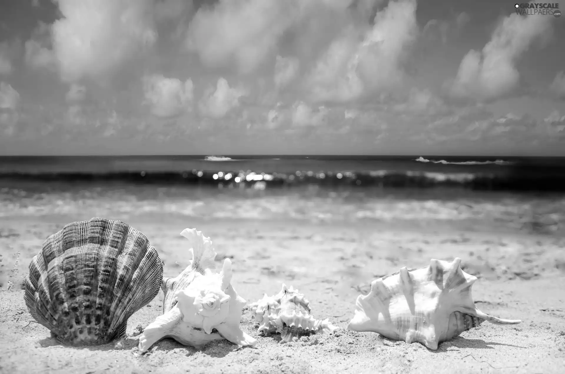 Shells, Ocean, Beaches