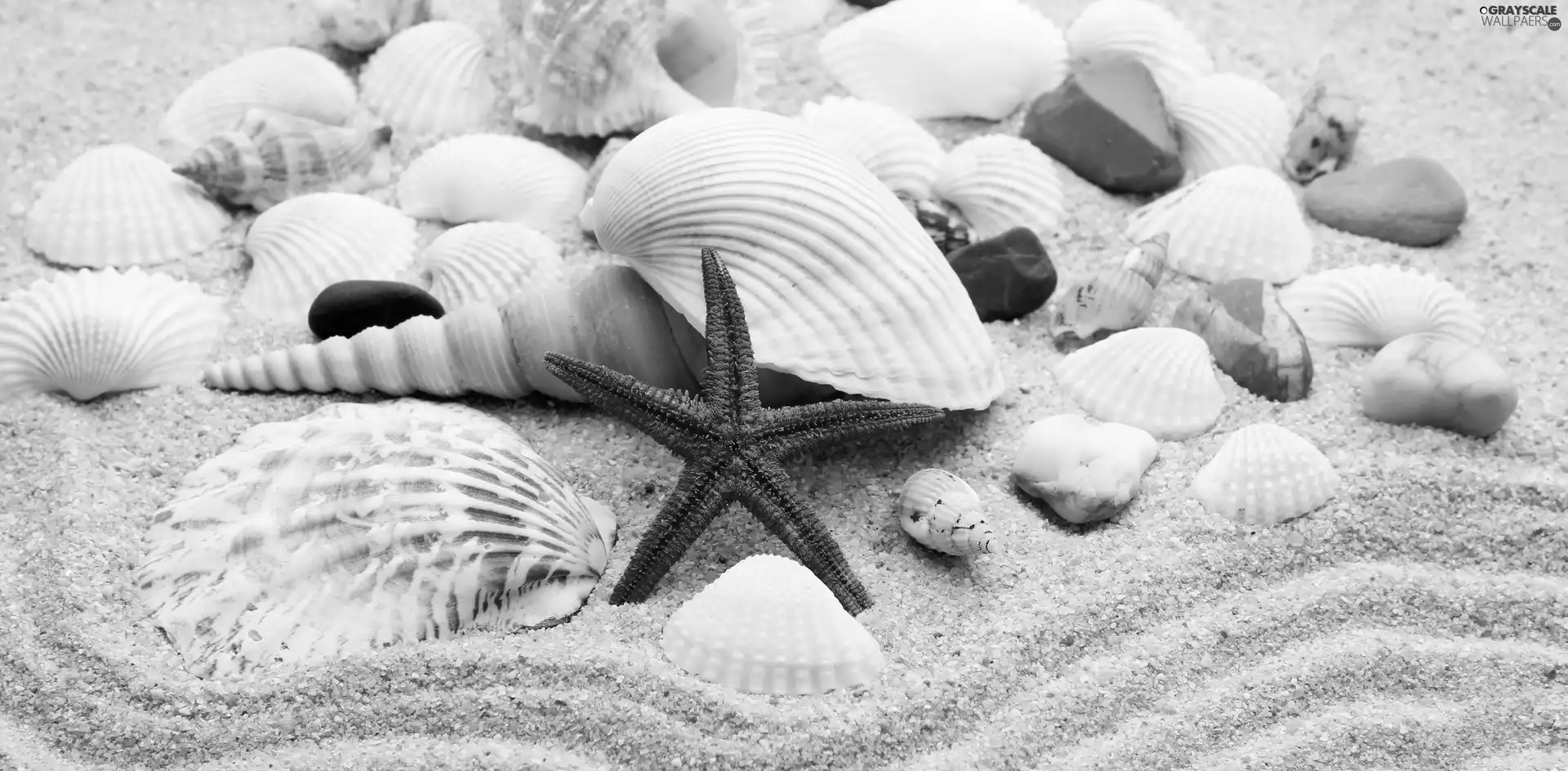 Pebble, Sand, starfish, Shells, red hot