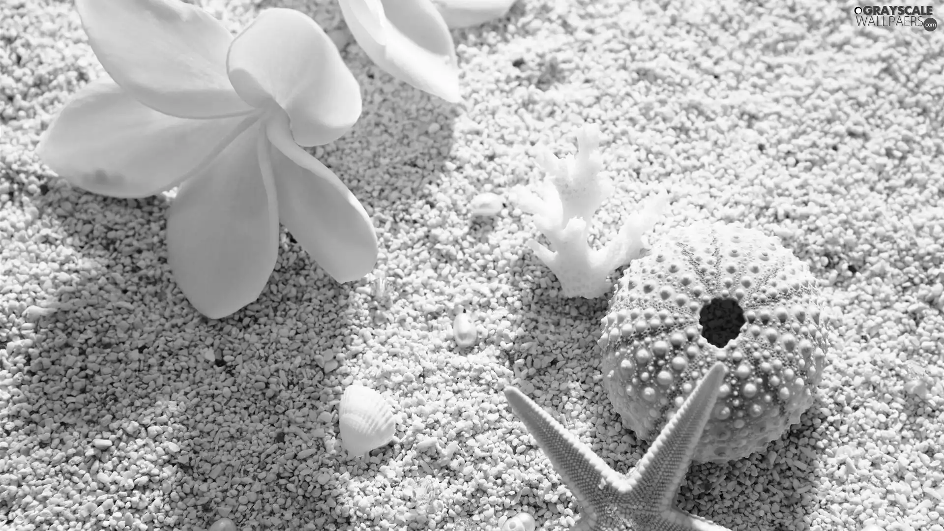 Plumeria, Shells