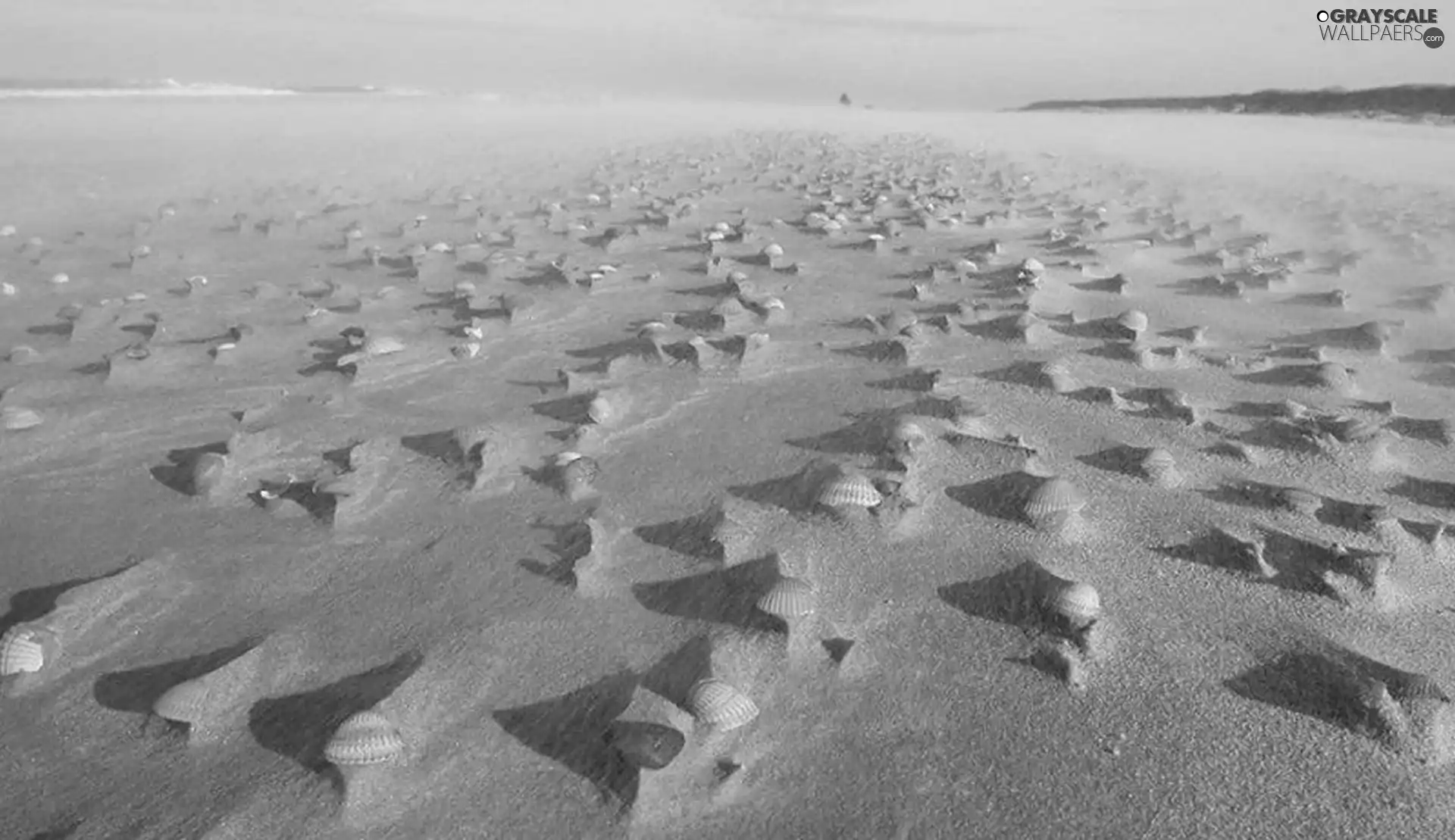 Shells, Beaches, Sand