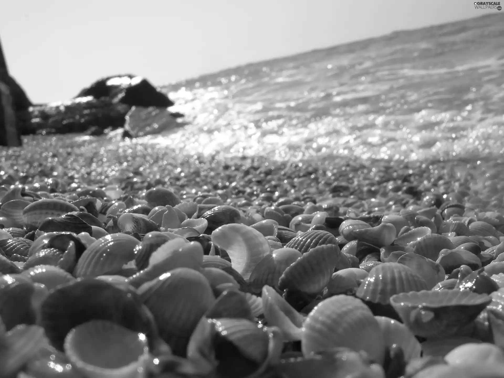 sea, Shells