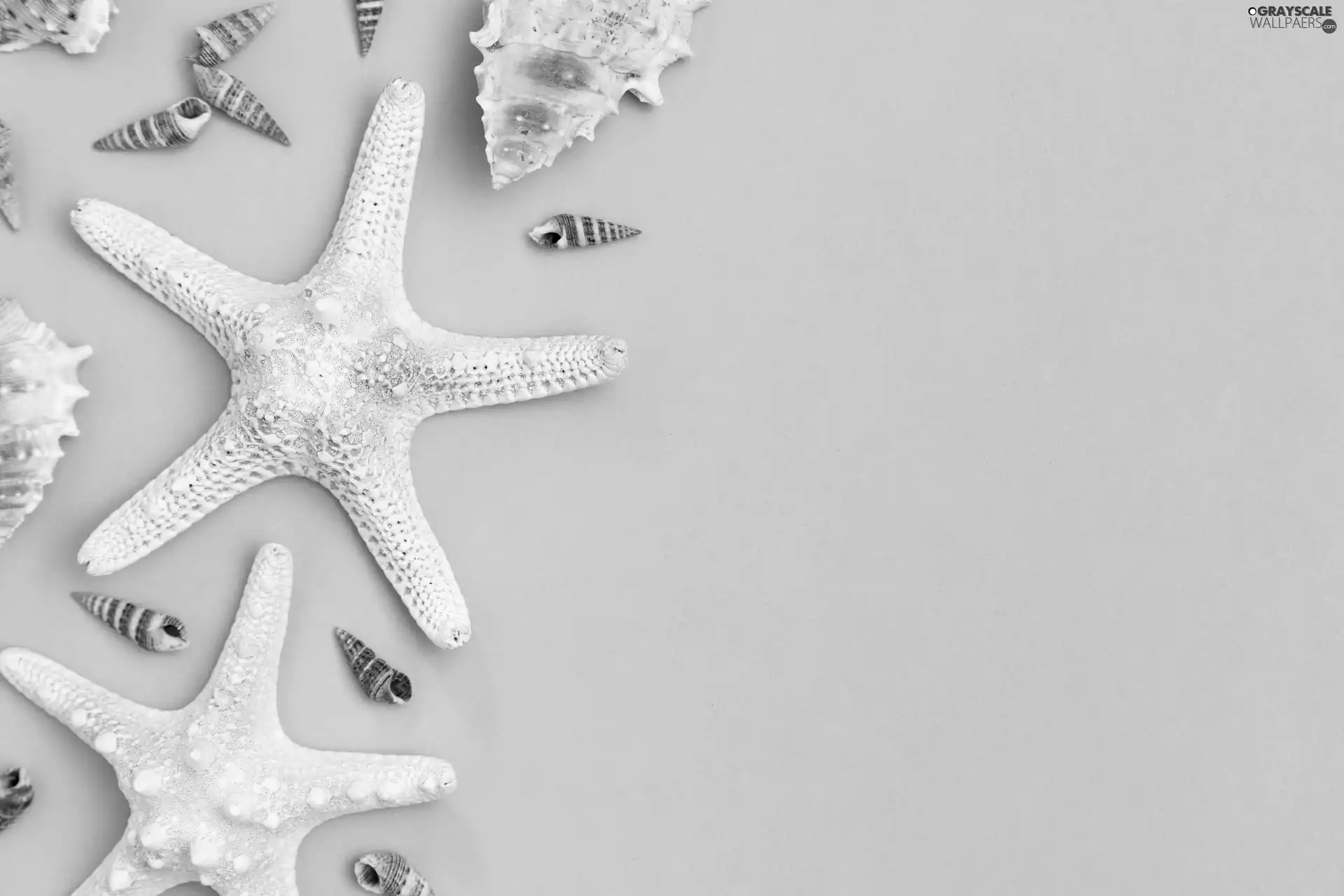 starfish, Blue, background, Shells
