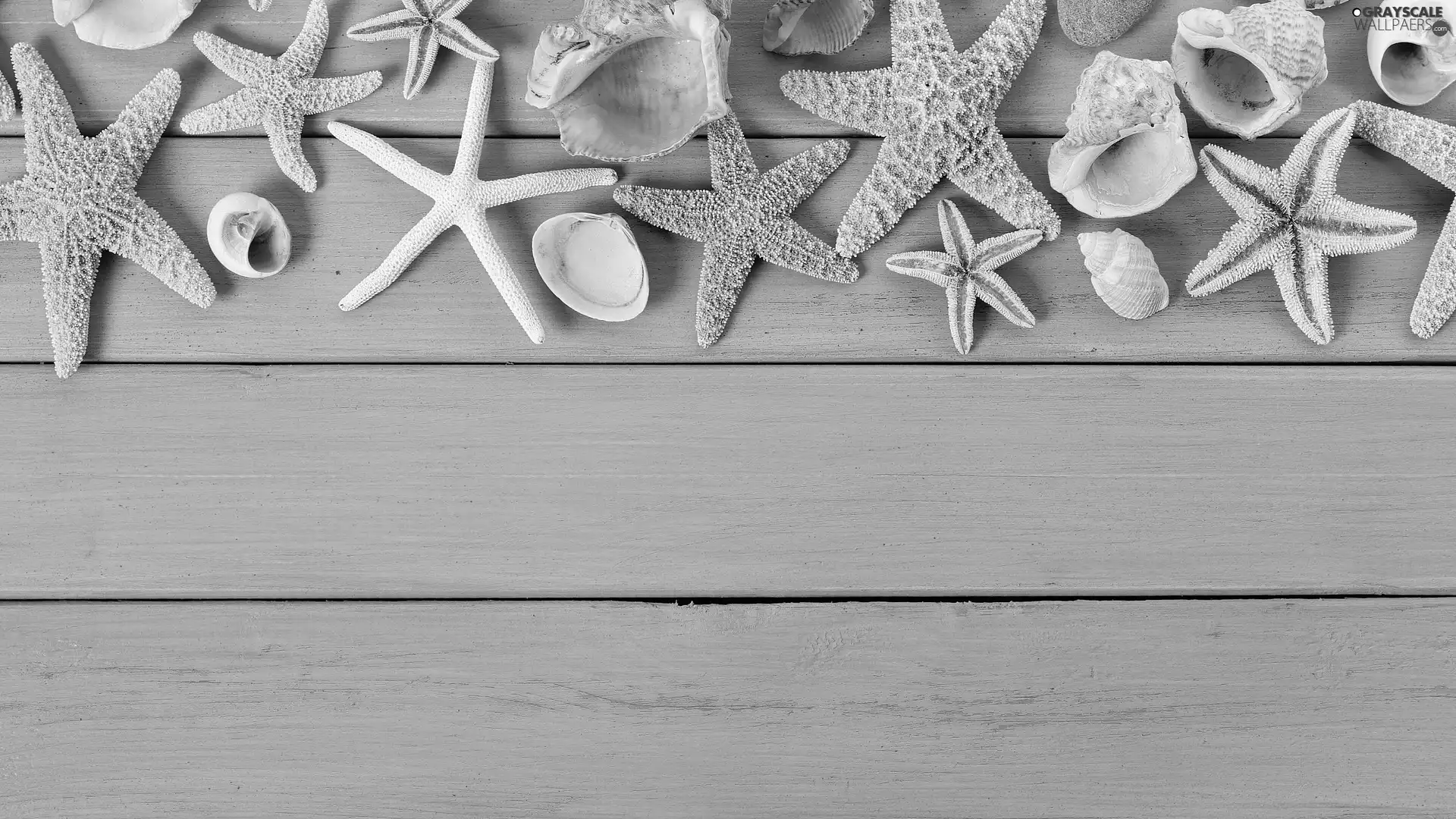 starfish, Blue, boarding, Shells