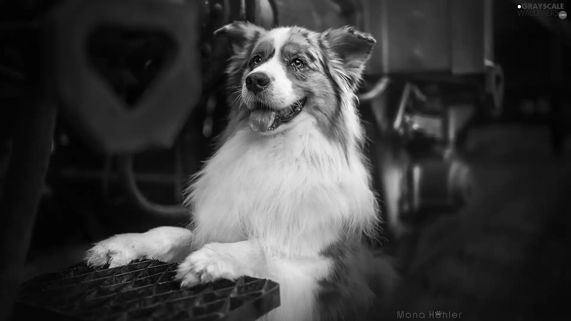 Metal, Pane, Australian Shepherd, Australian Shepherd, dog