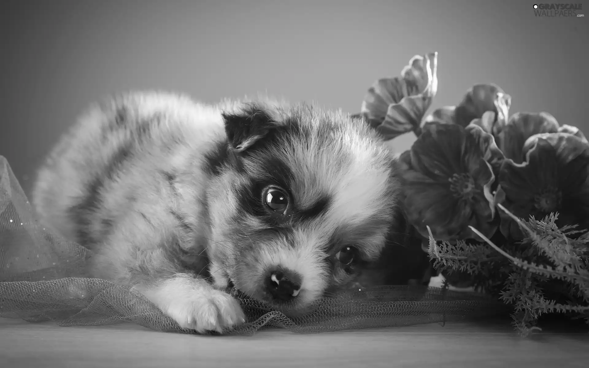 Puppy, Australian Shepherd