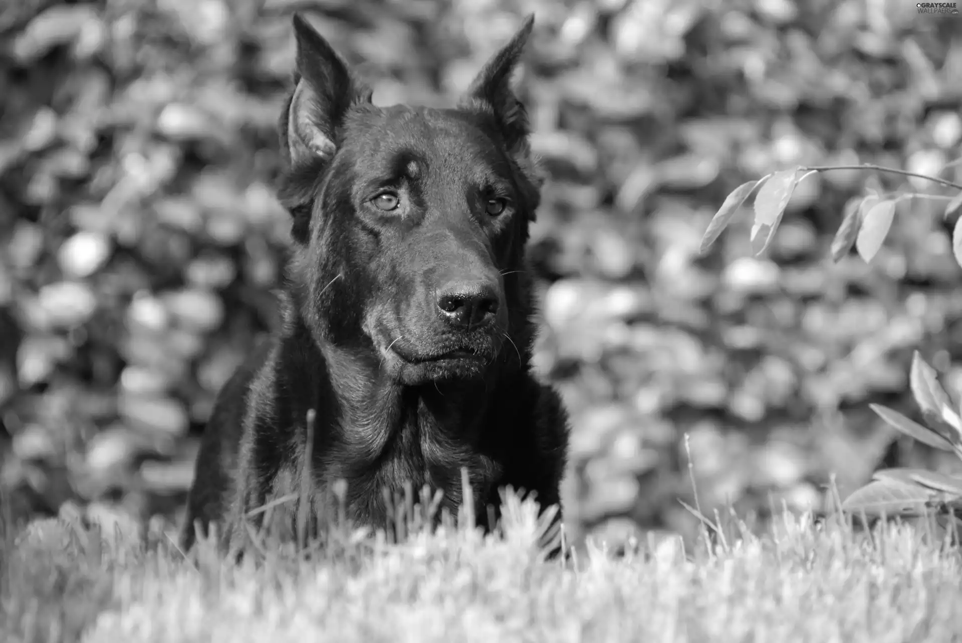 Head, Shepherd French Beauceron