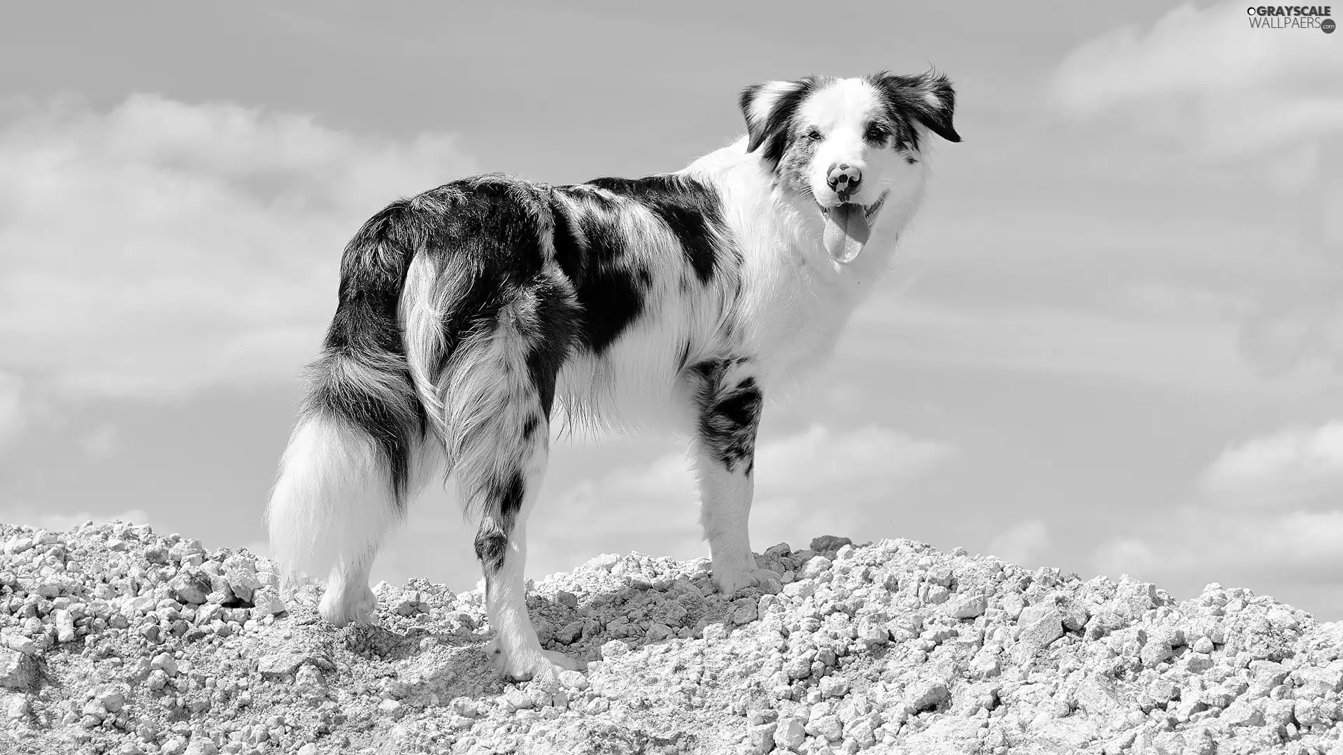 Stones, Sky, Australian Shepherd, scarp, dog