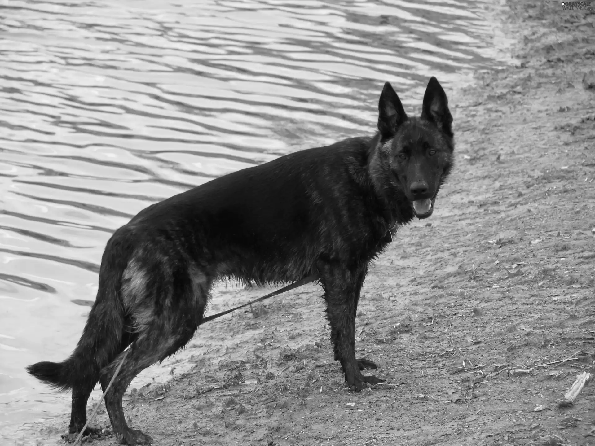 mouth, Dutch Shepherd