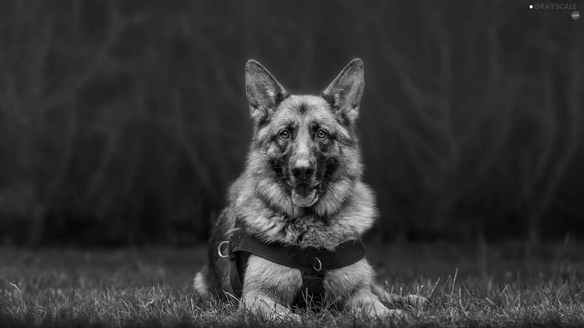 grass, dog, German Shepherd