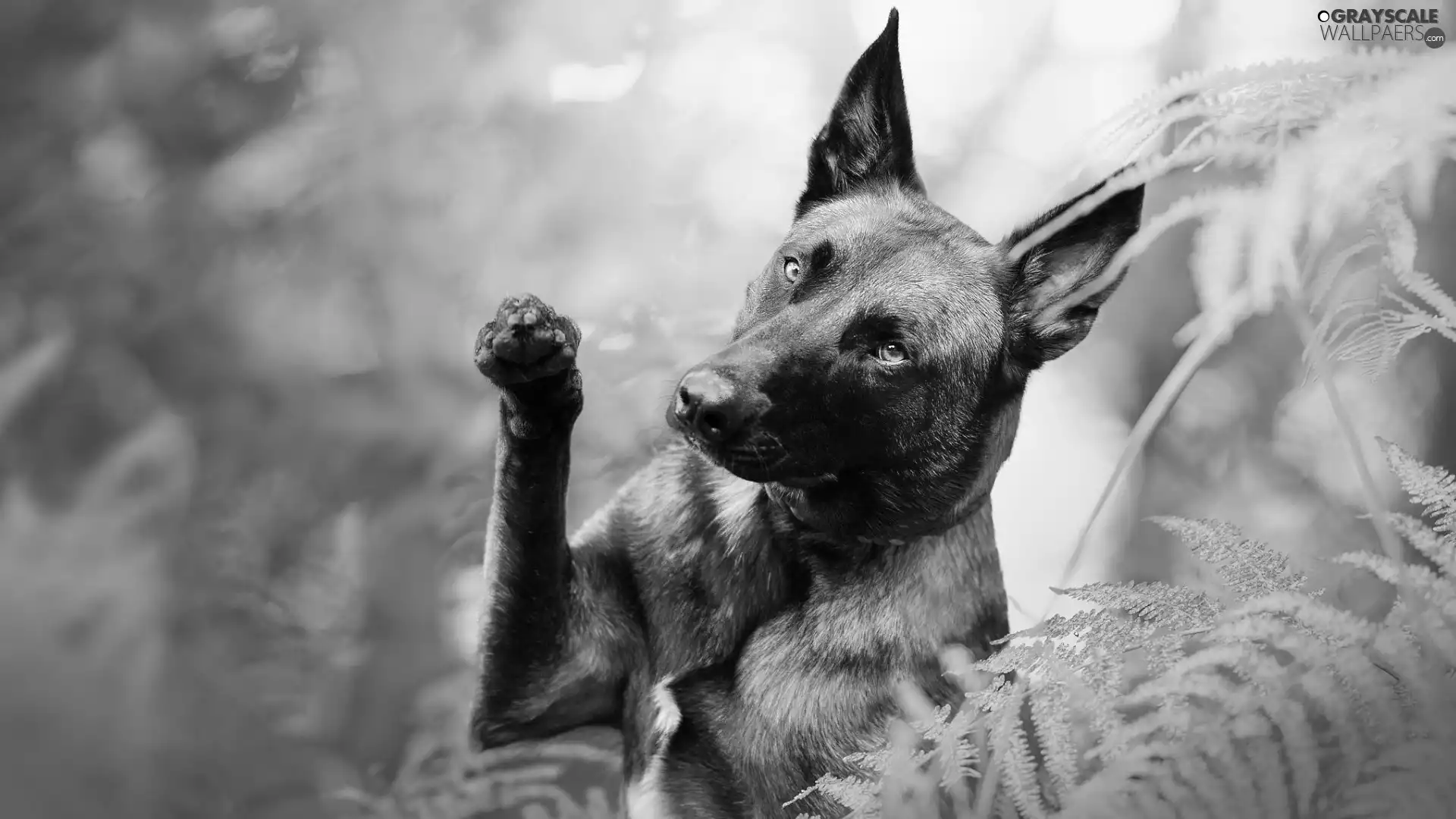 Belgian Shepherd Malinois, dog, fern