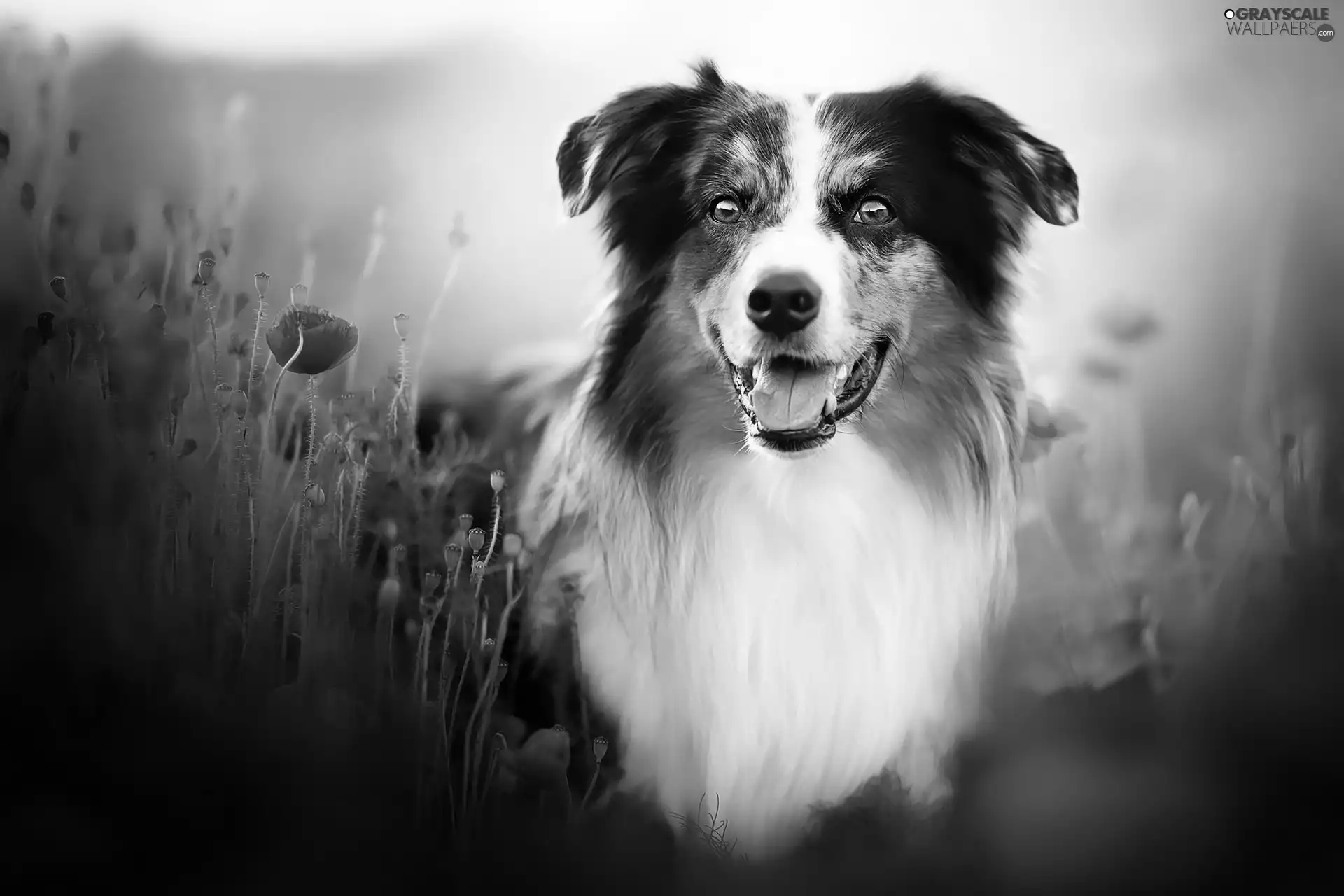papavers, dog, Australian Shepherd