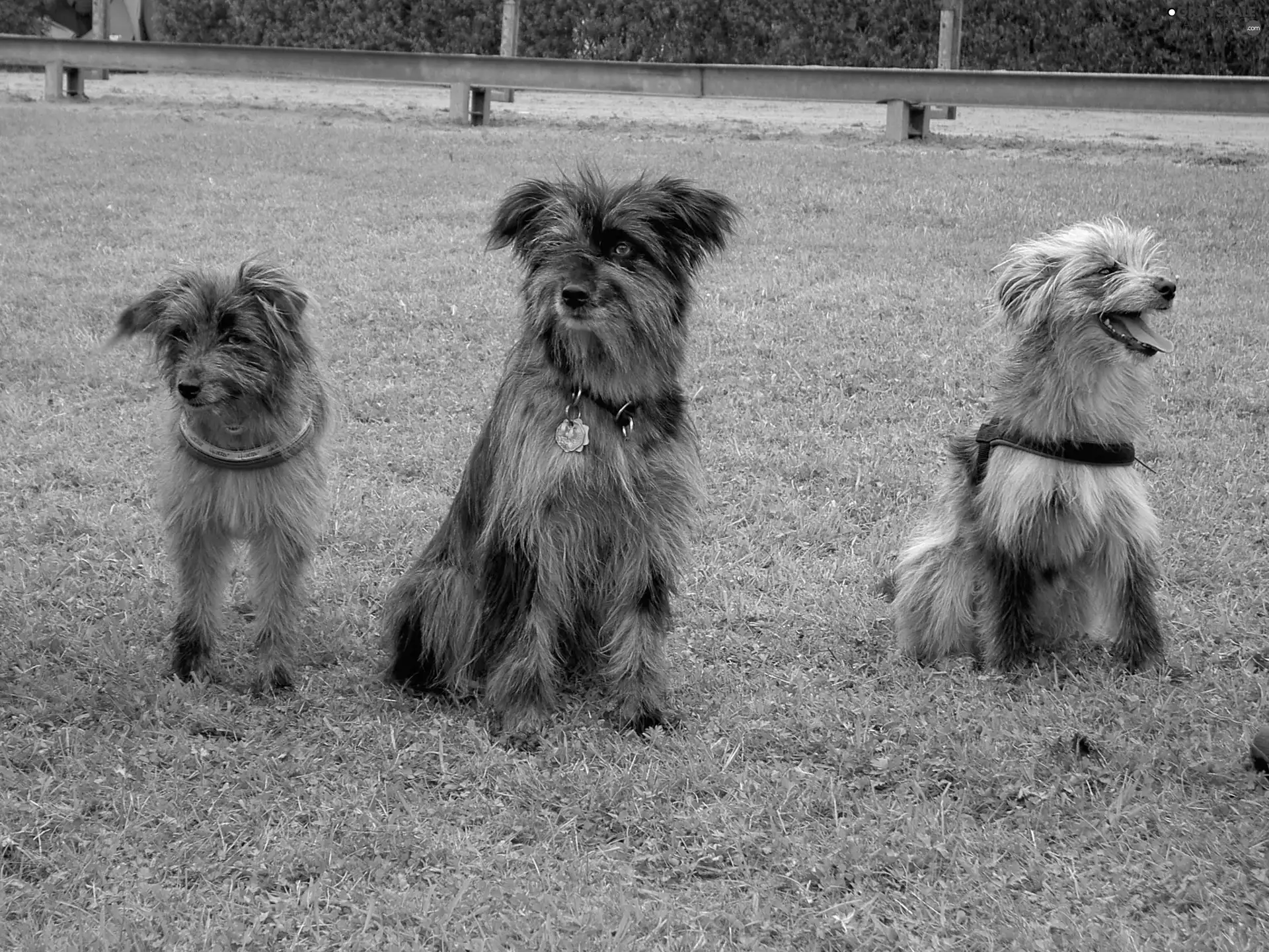 Berger des Pyrénées, Three, Pyrenean Shepherd