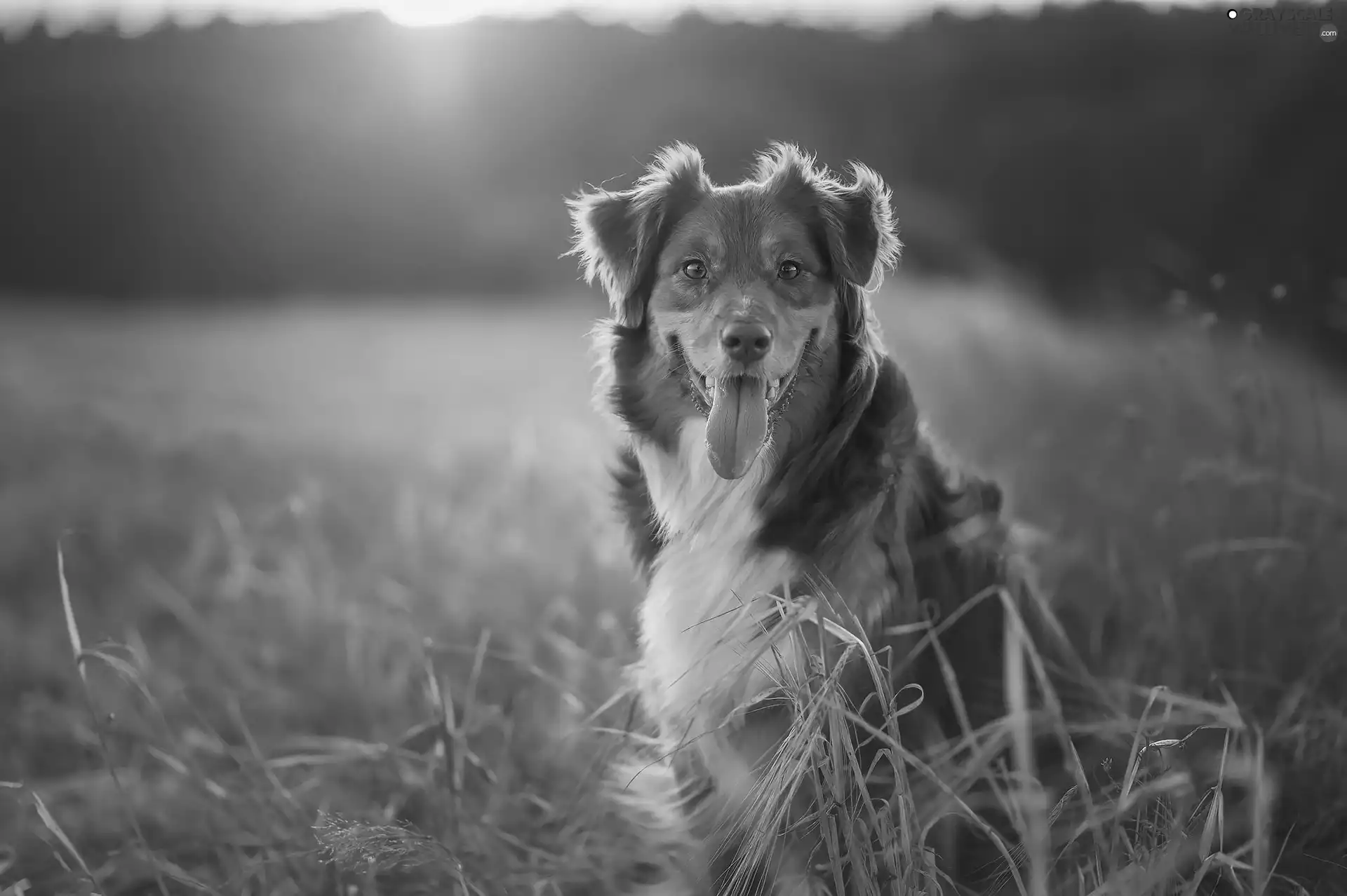 Tounge, dog, Australian Shepherd