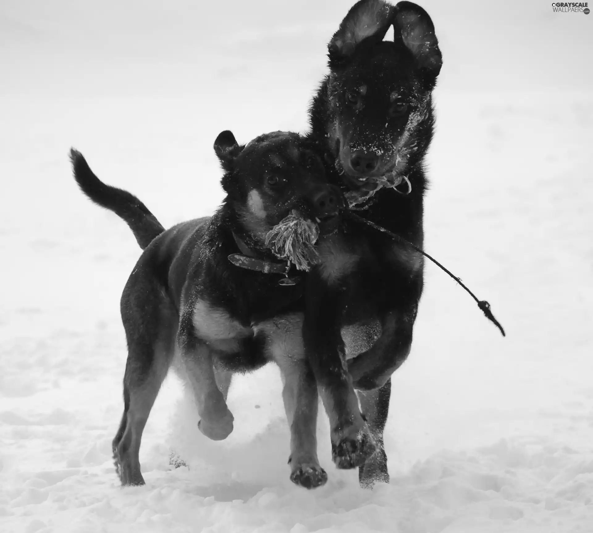 Two cars, Shepherd French Beauceron