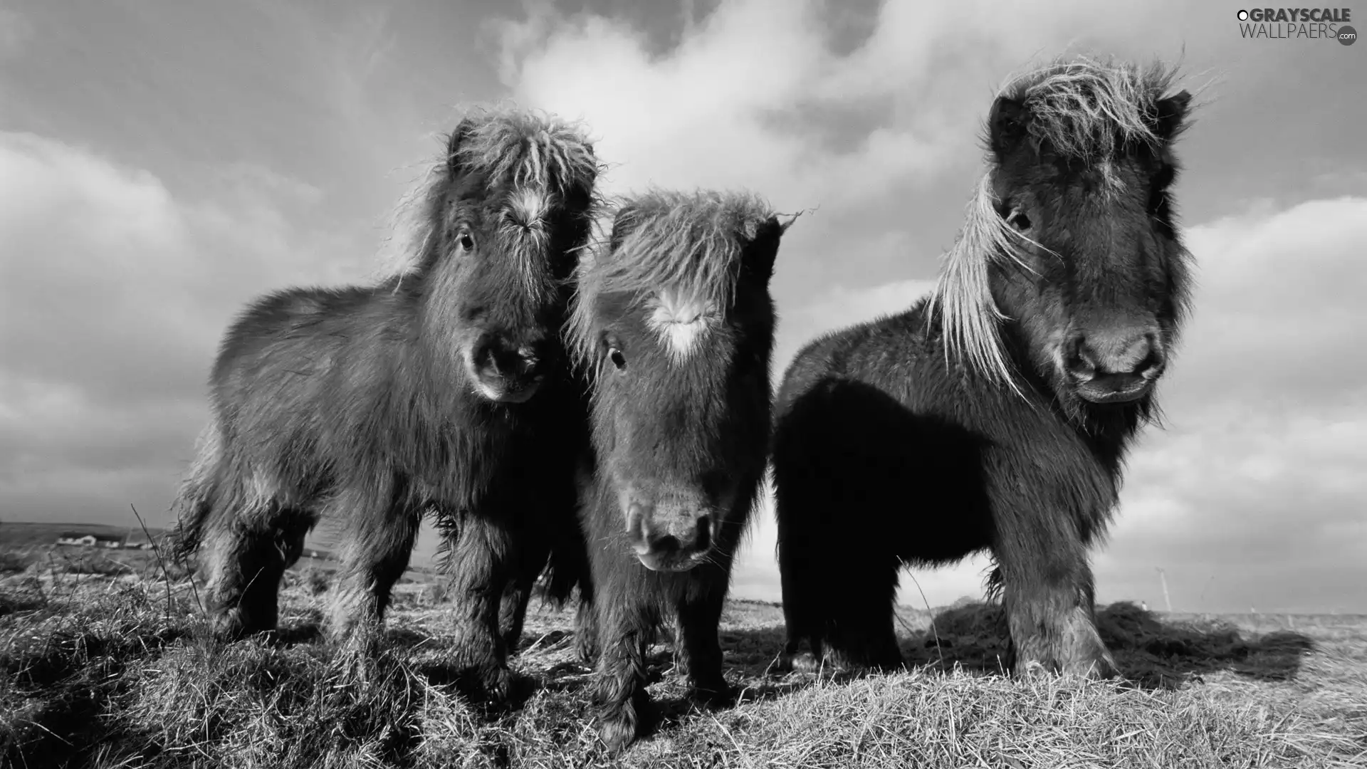 Shetland, Three, horses
