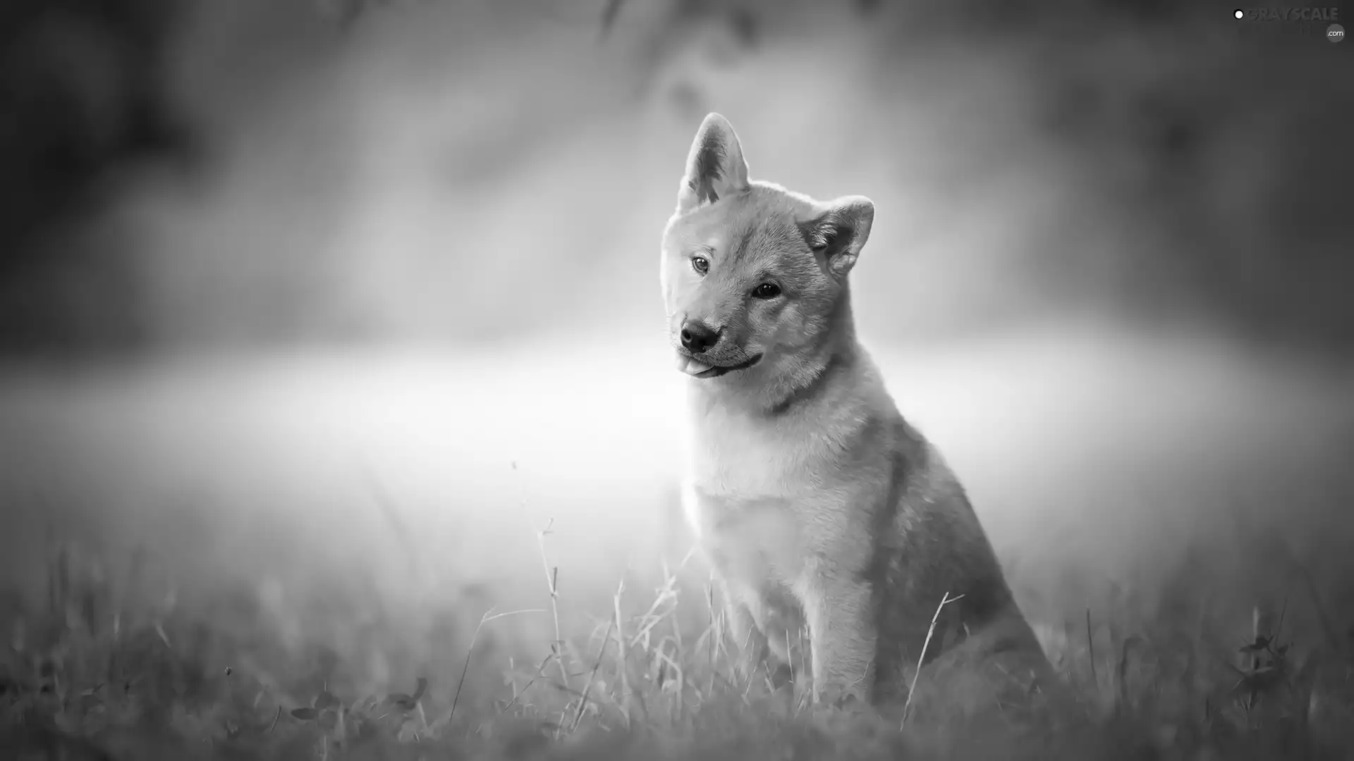 grass, dog, Shiba inu