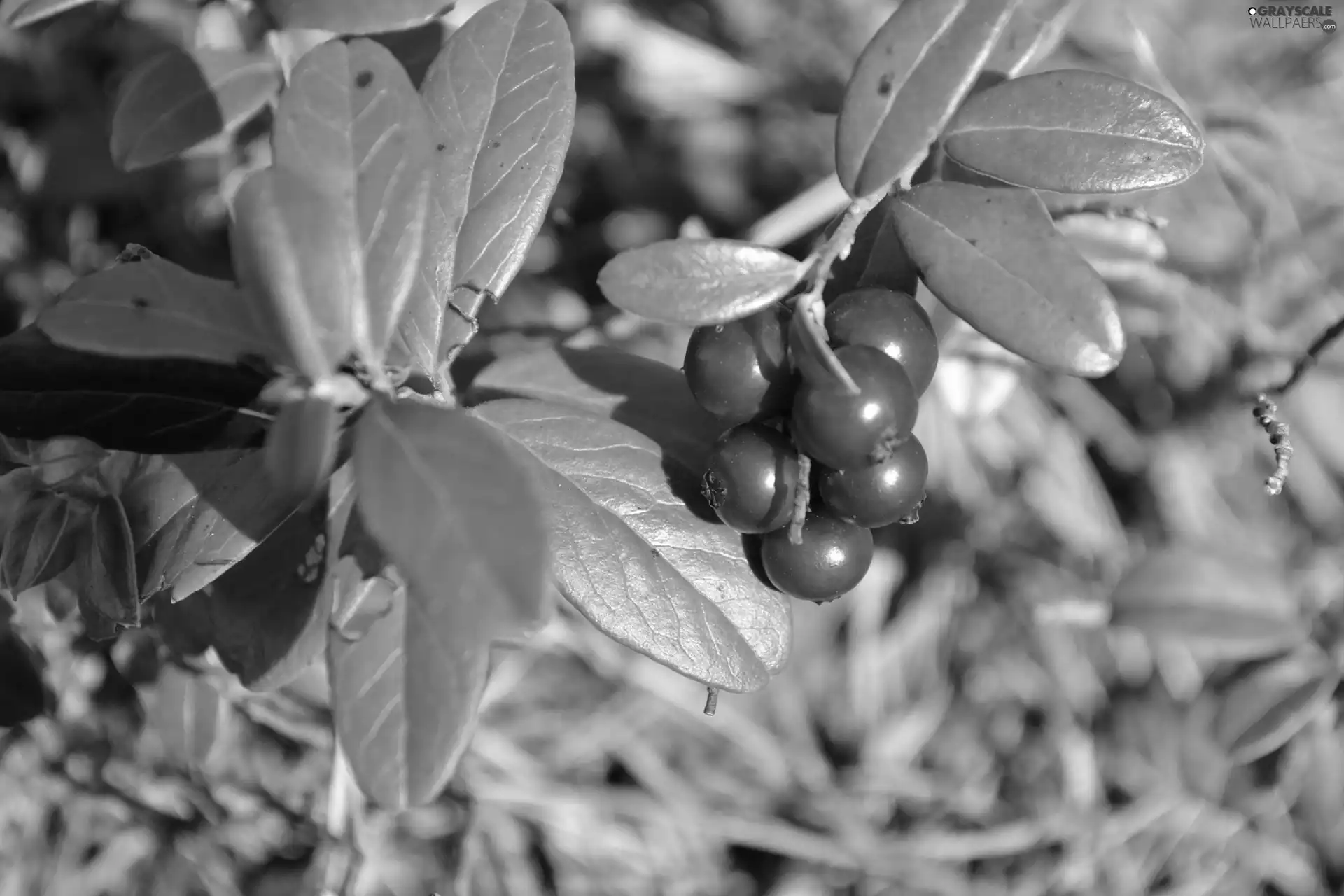 leaves, blueberries Red, Shining