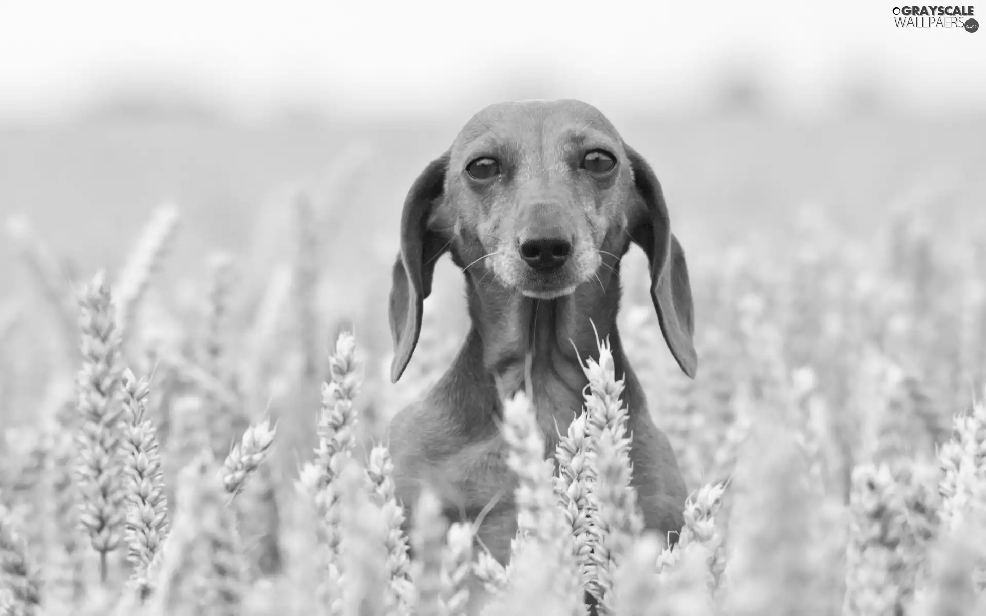 Shorthair, dog, dachshund