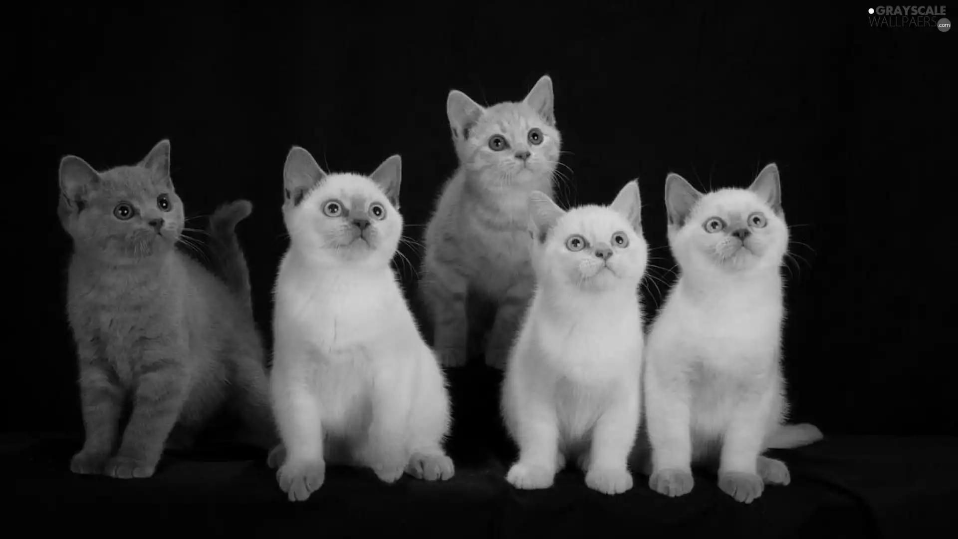 five, British, shorthair, cats