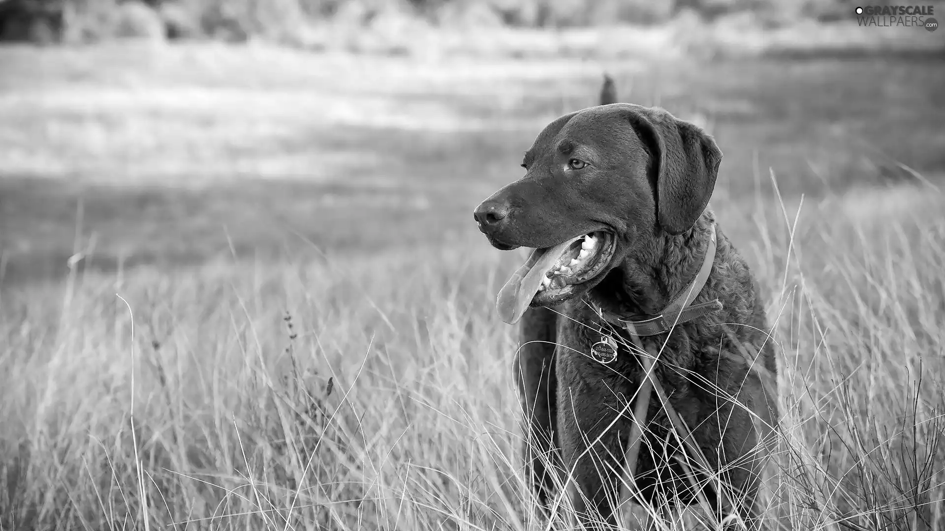 German Shorthaired Pointer