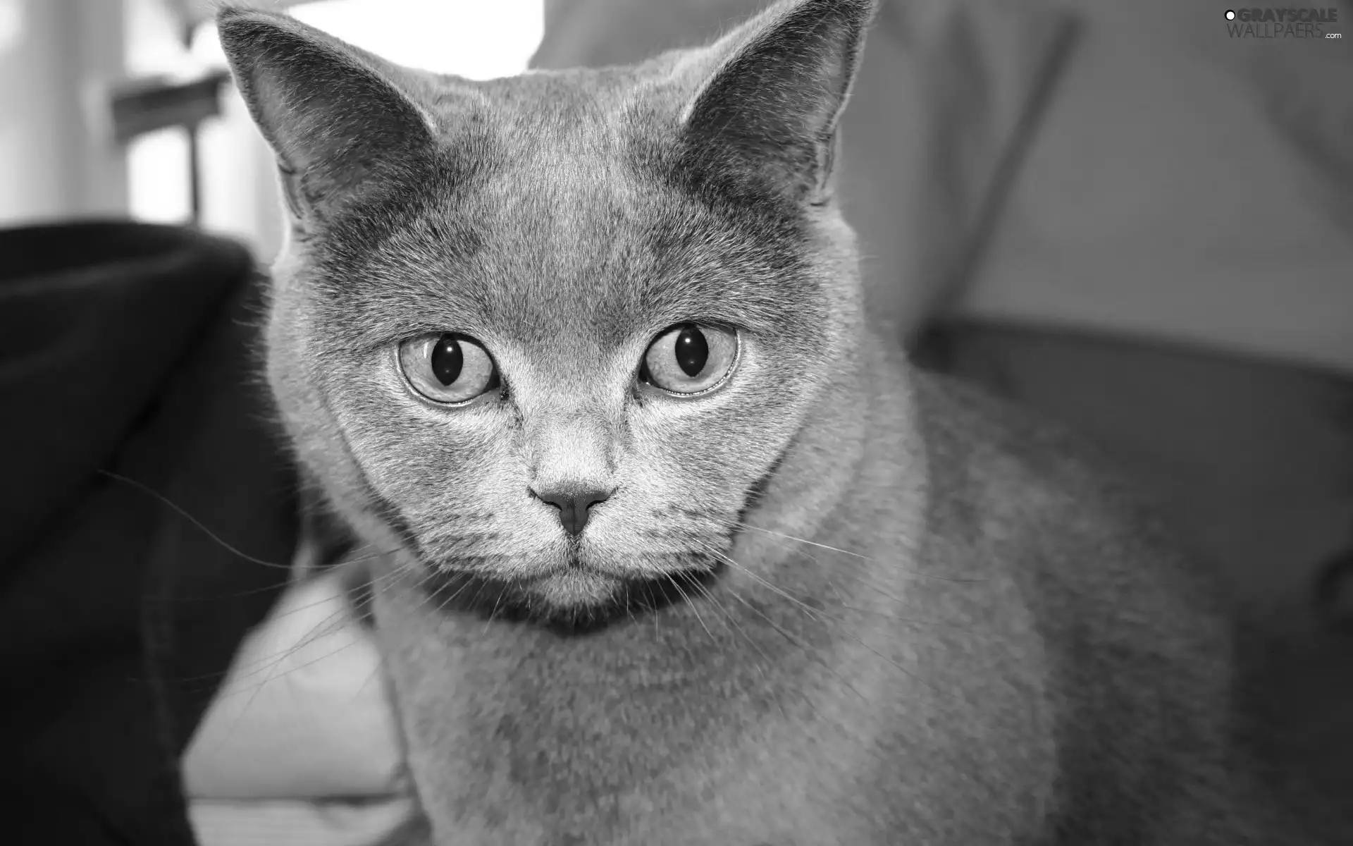 Gray, British, Shorthair, cat