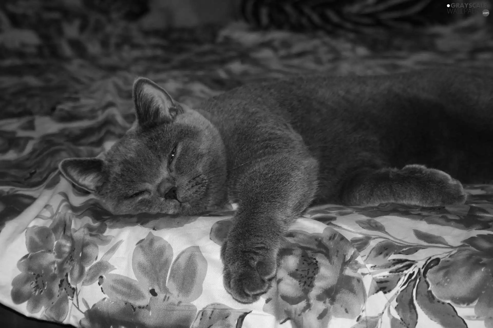 Gray, British, Shorthair, cat
