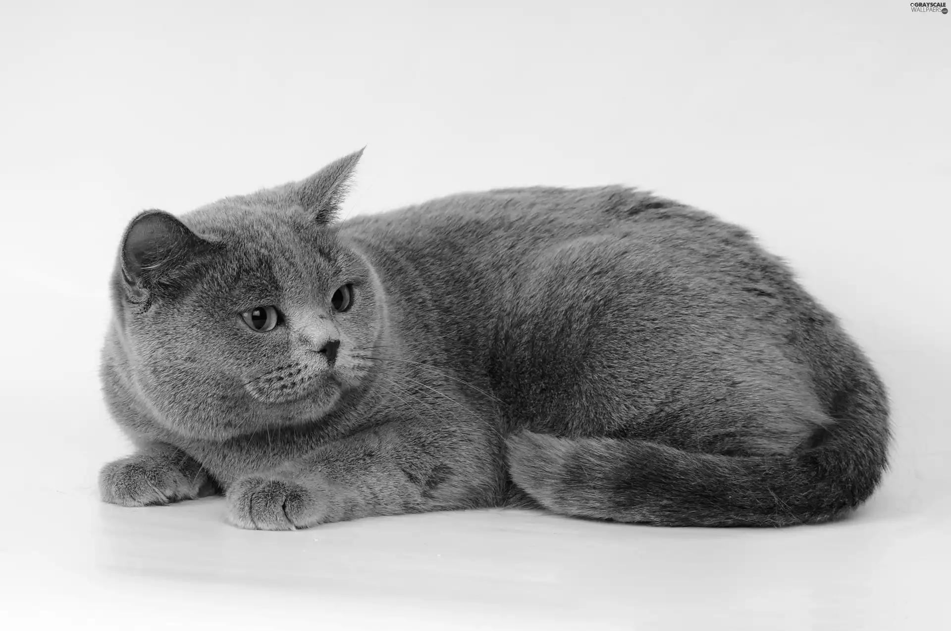 Gray, British, Shorthair, cat