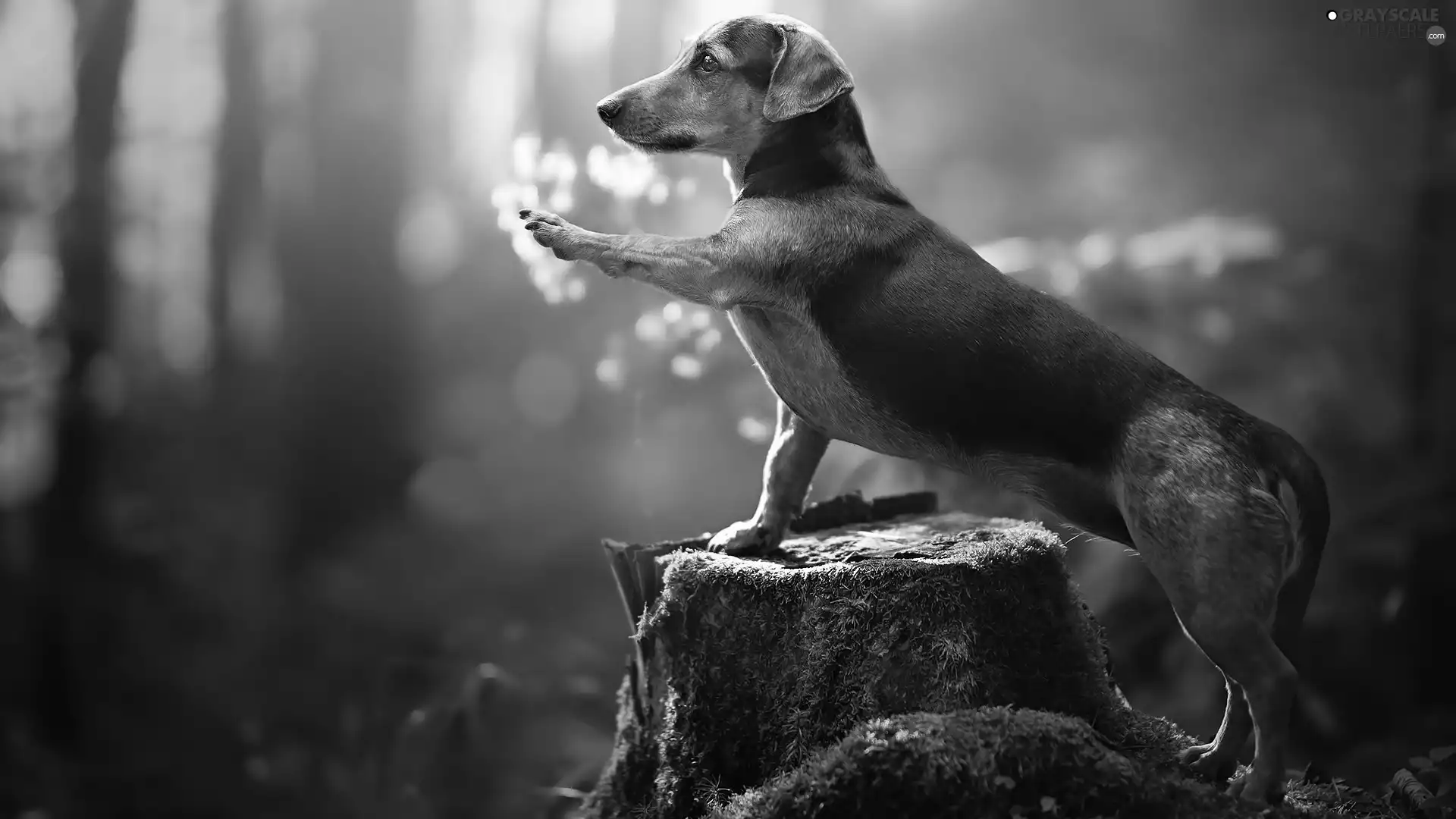 trunk, dog, Dachshund Shorthair