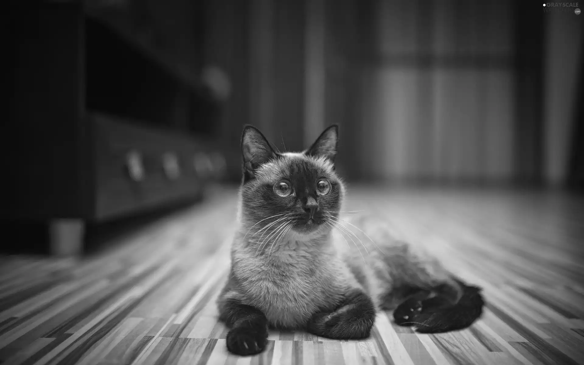 cat, siamese