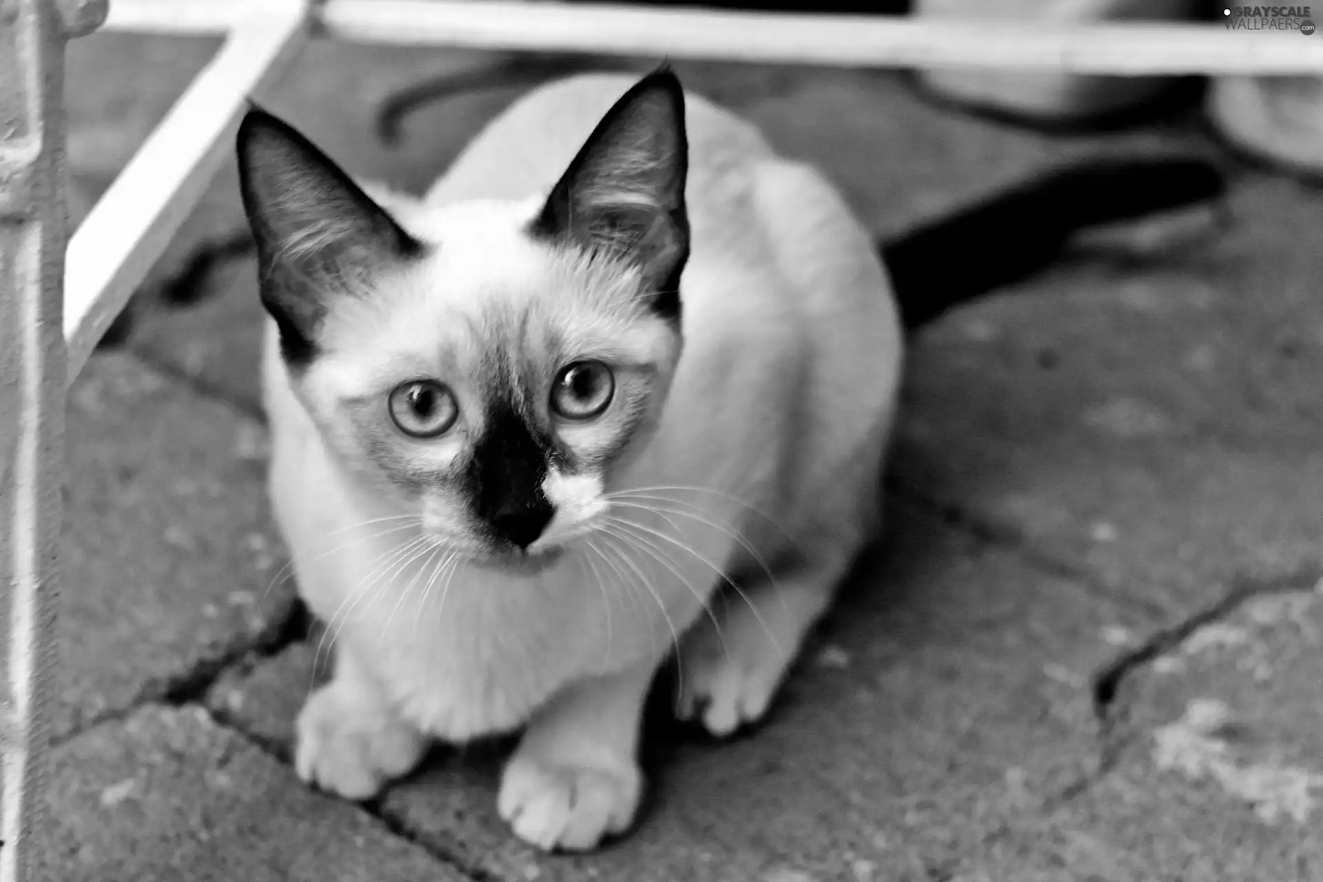 Siamese Cat