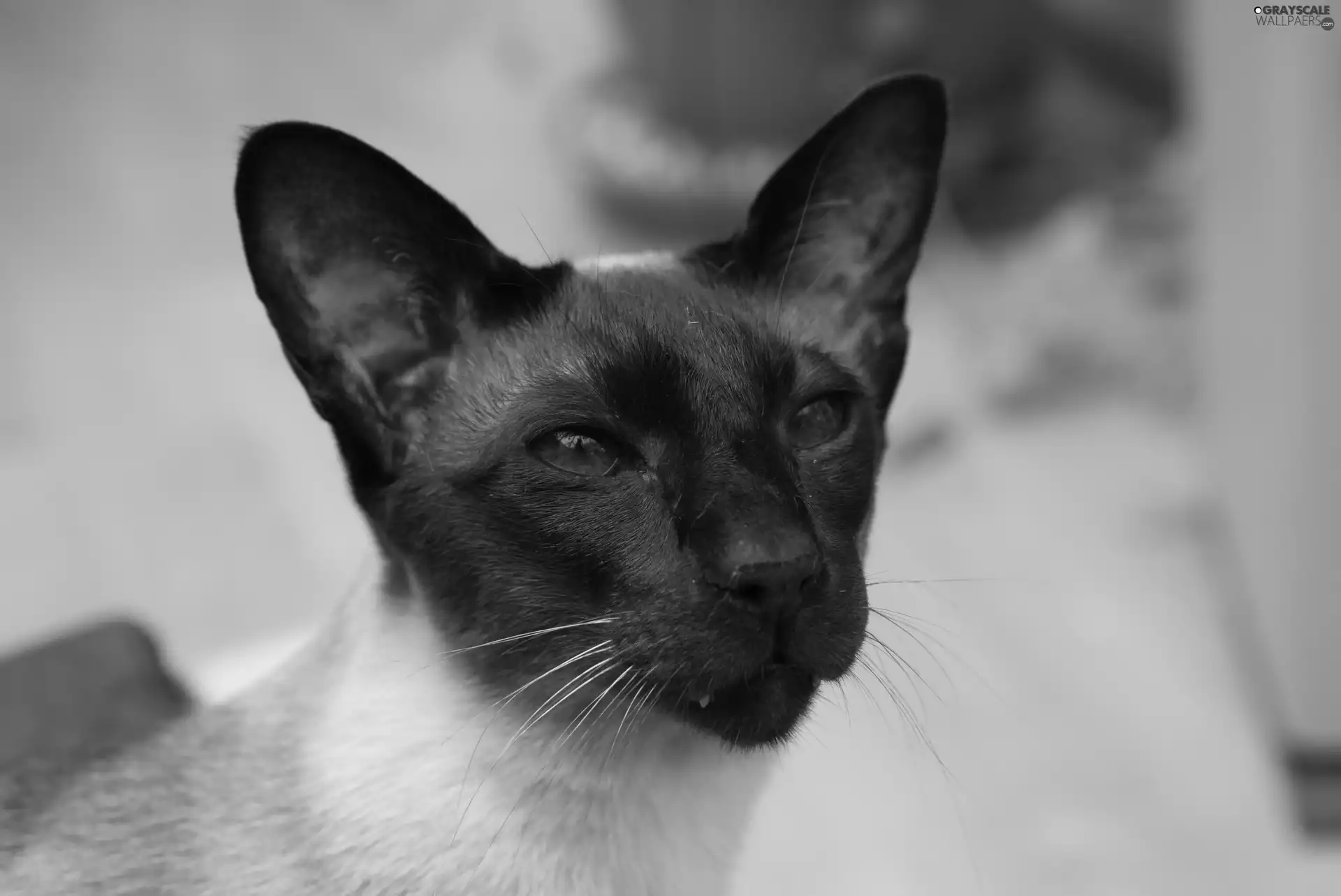 kitten, siamese