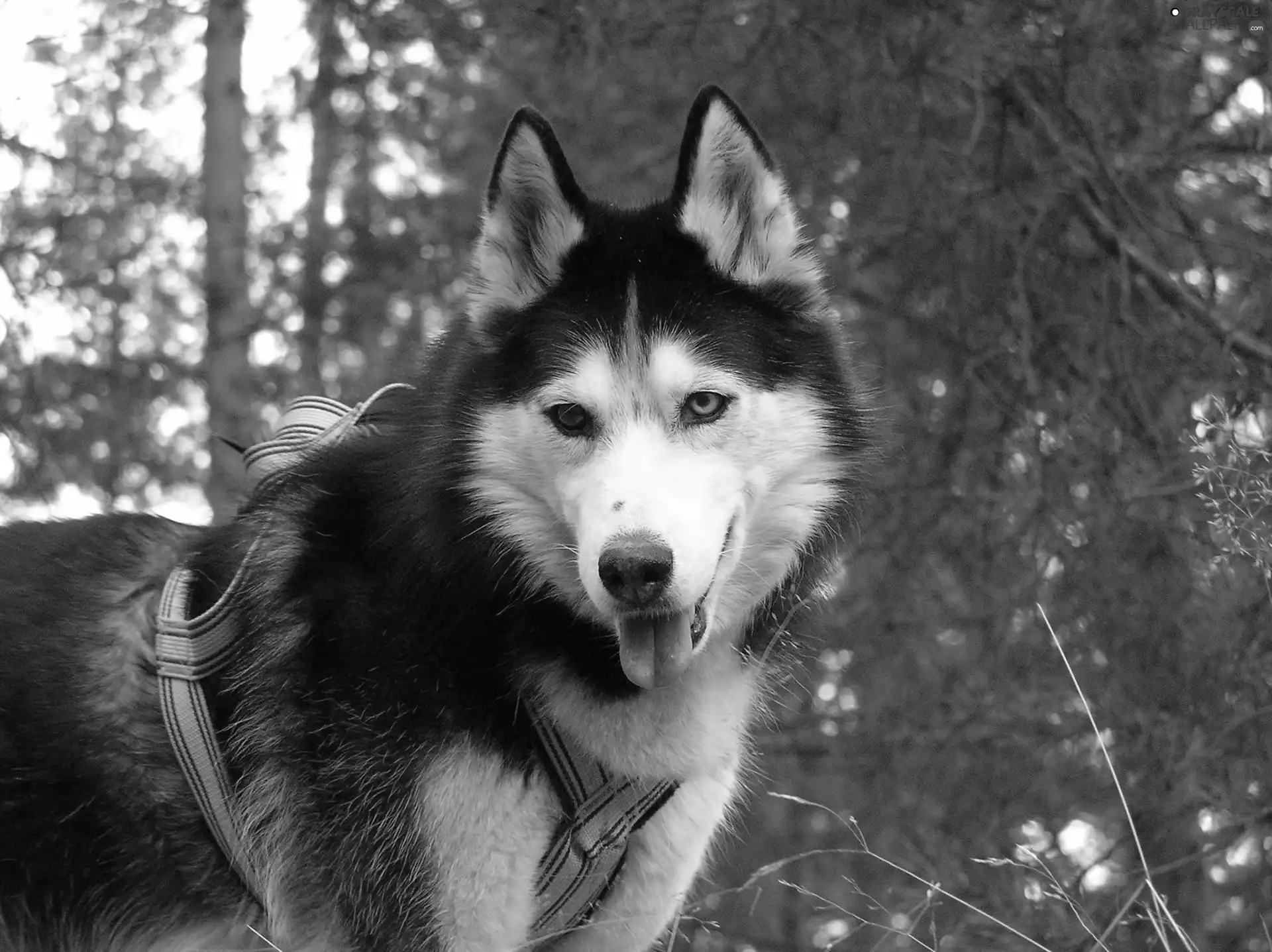 Siberian Husky, braces