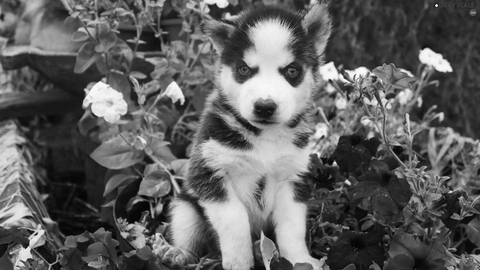 Flowers, Puppy, Siberian Husky