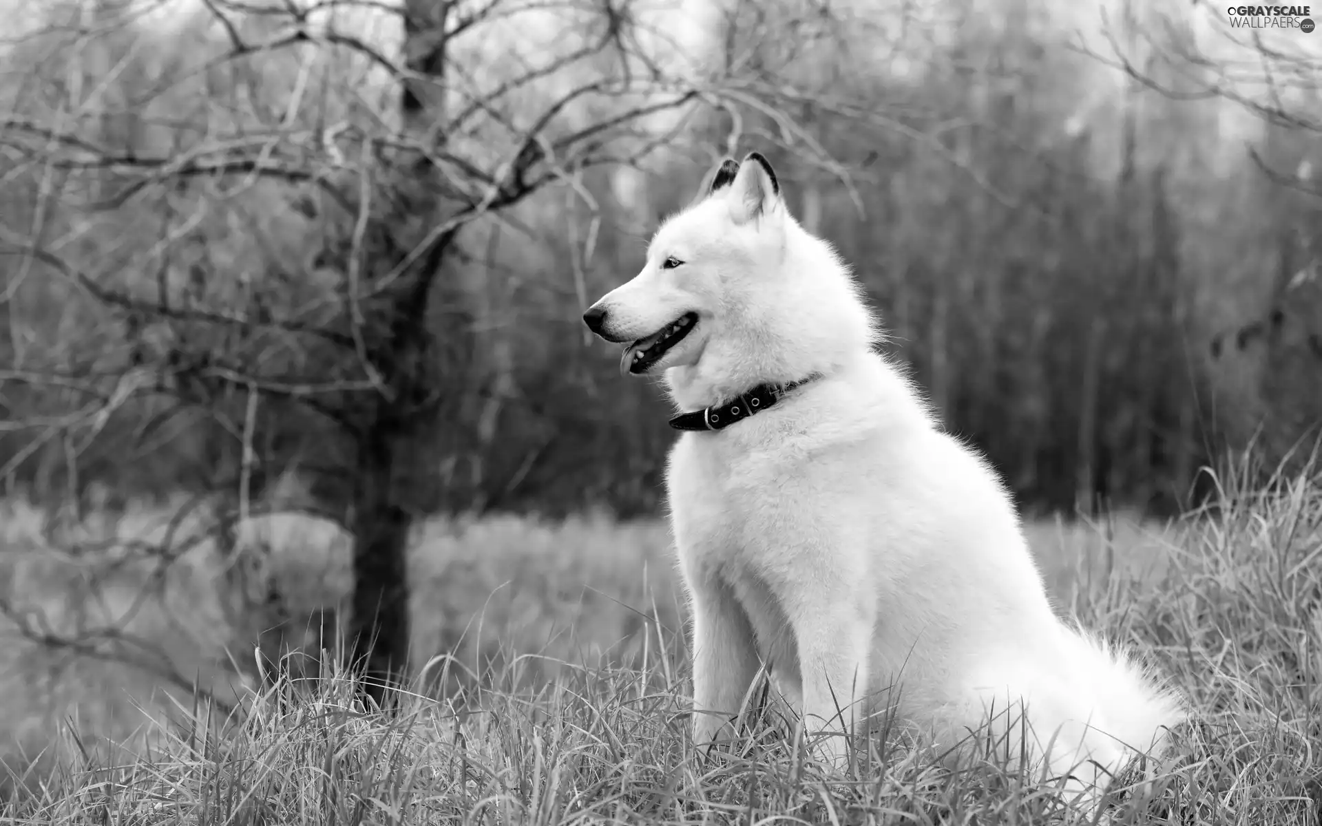 Siberian Husky, forest