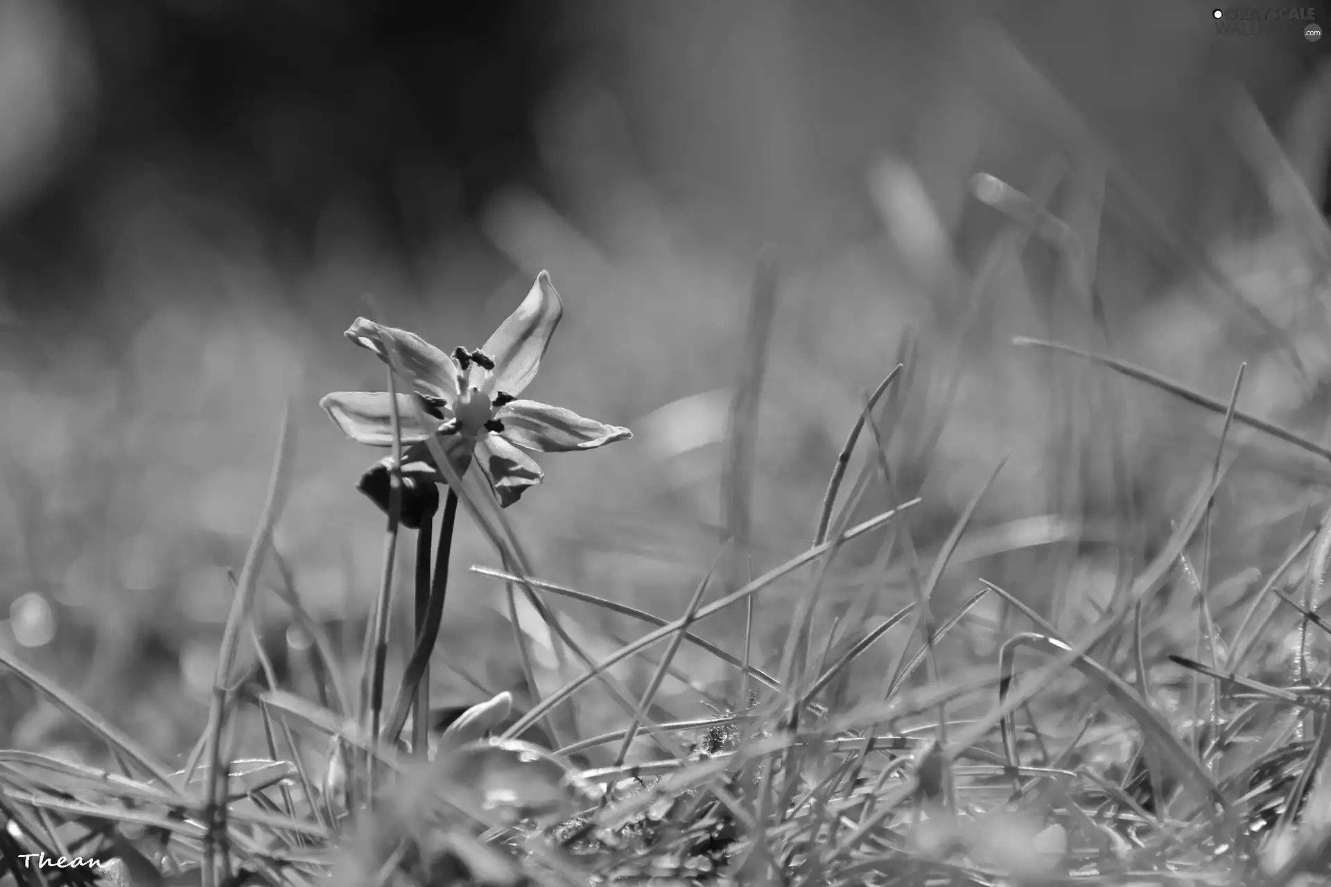 Siberian squill, grass