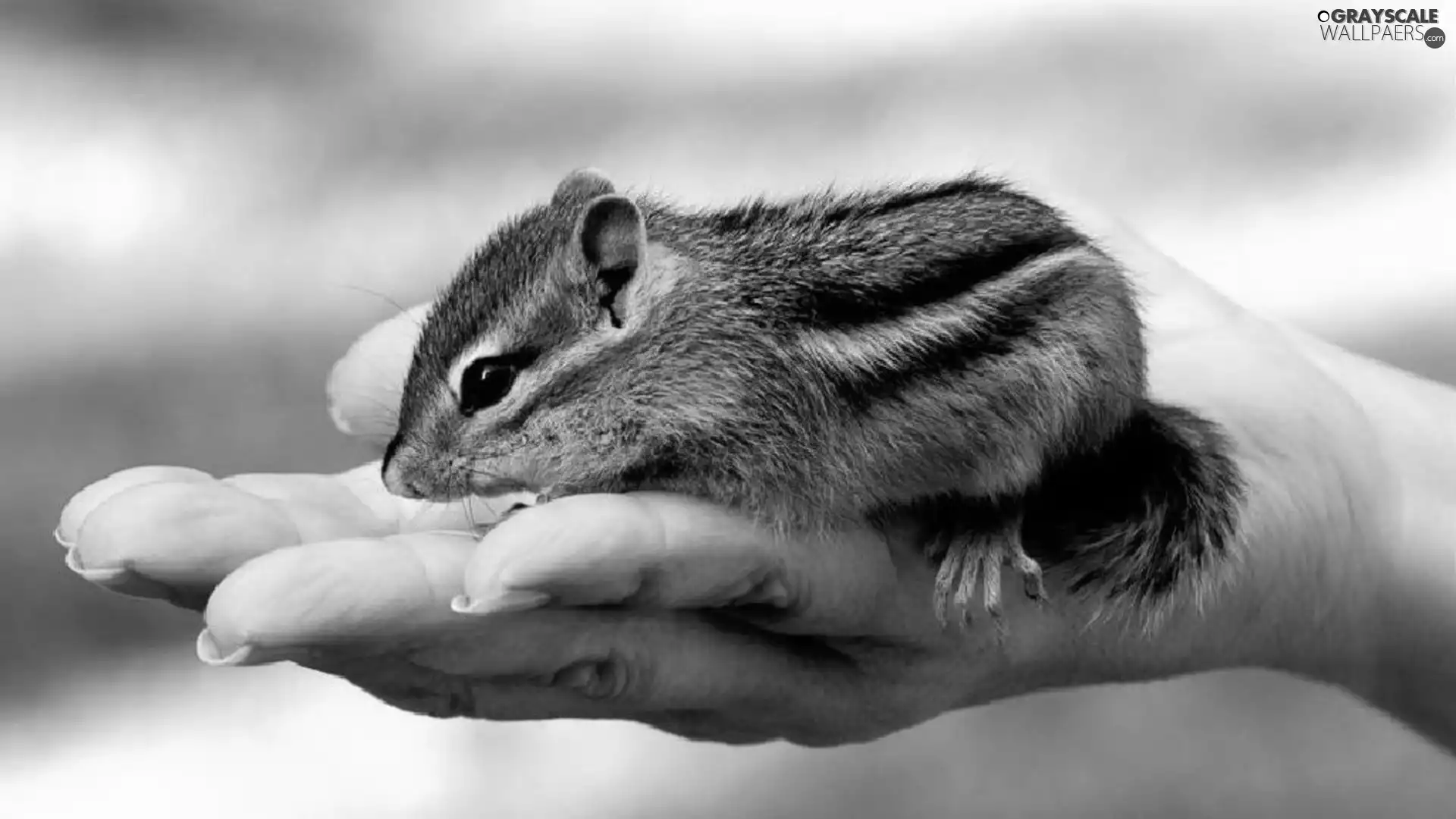 Siberian Chipmunk, hand