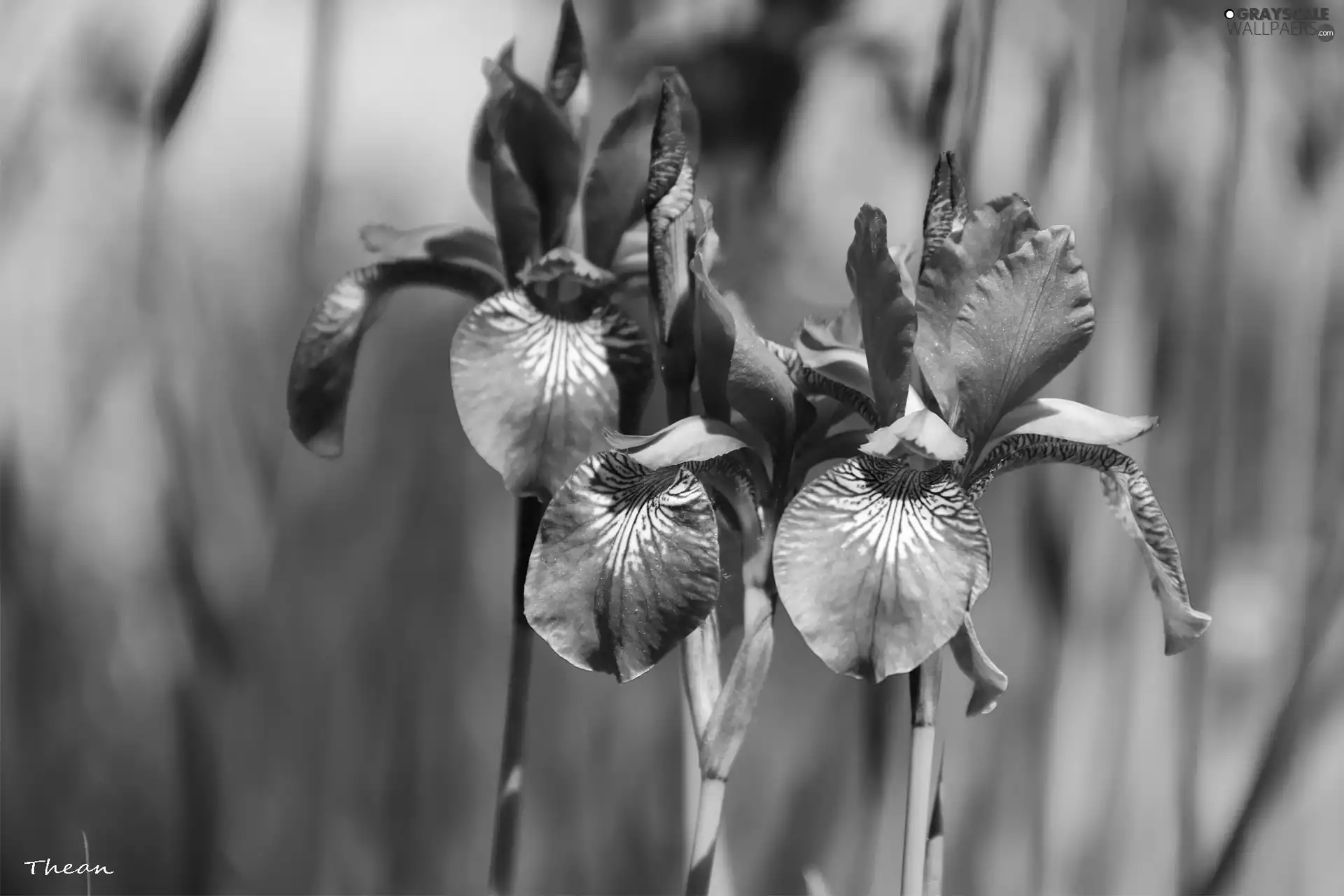 Siberian Iris, iris