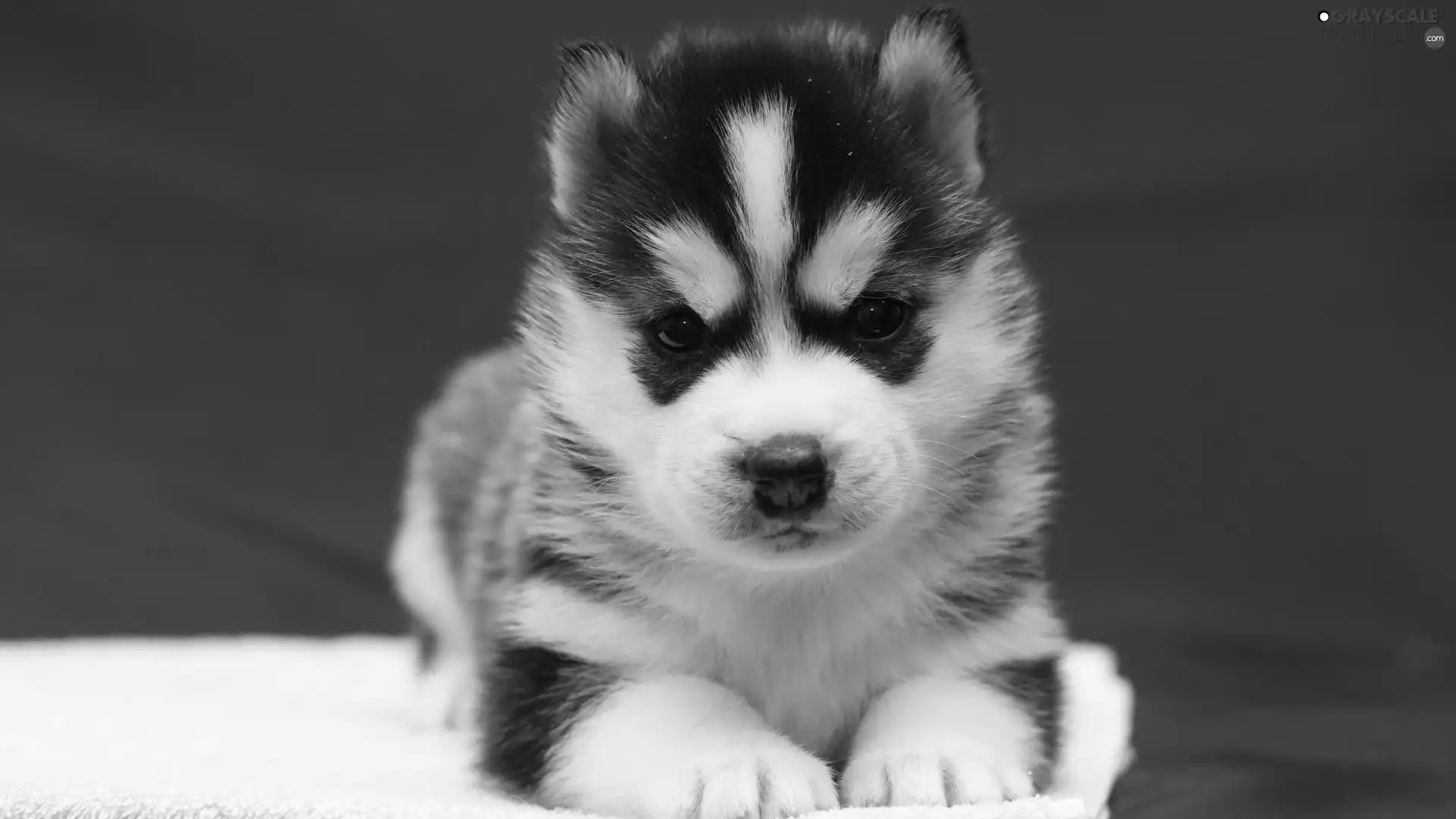 Siberian Husky, Puppy