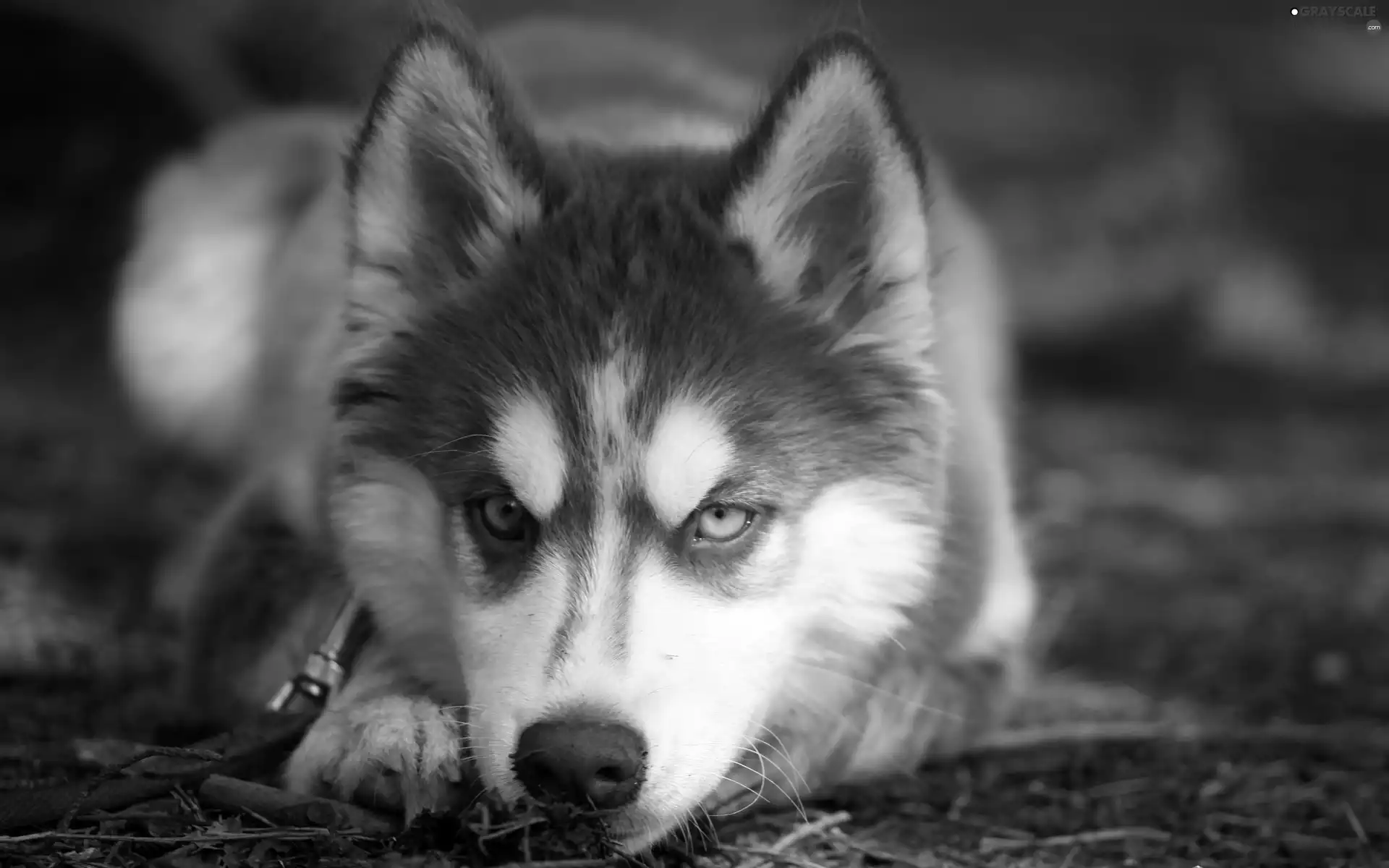 Siberian Husky, Puppy