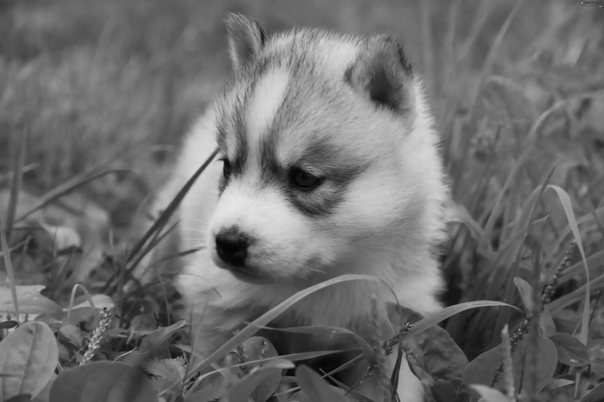 Siberian Husky, Puppy