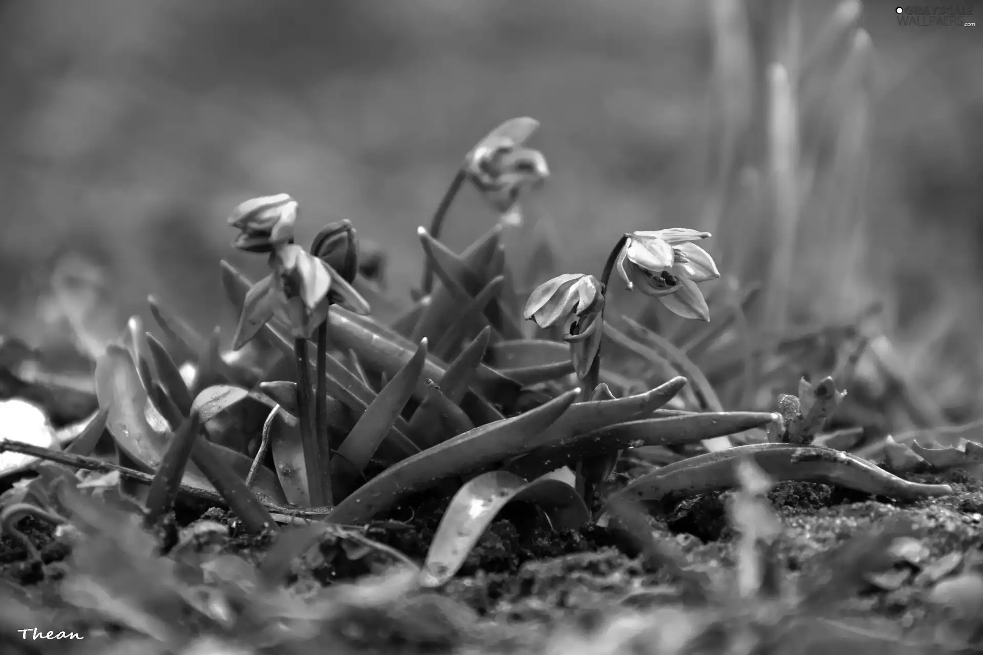 Siberian squill