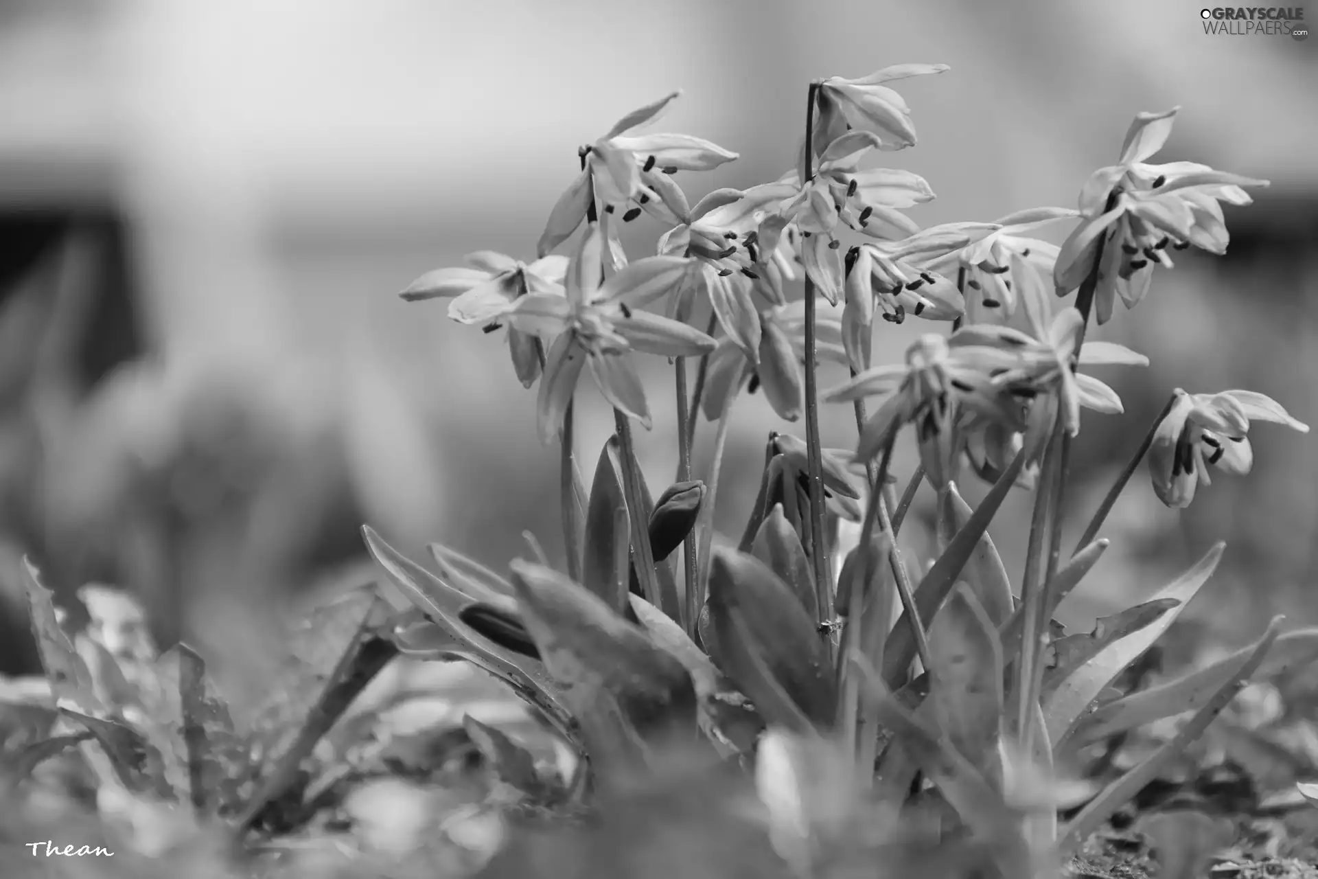 Siberian squill