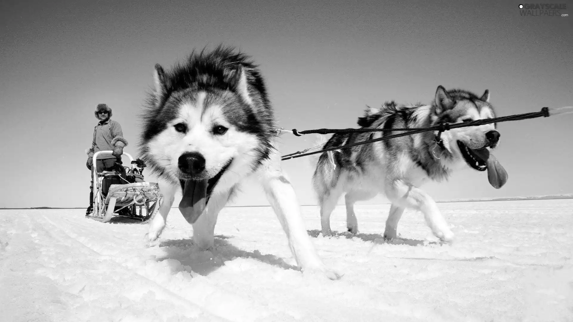 Siberian Husky, team