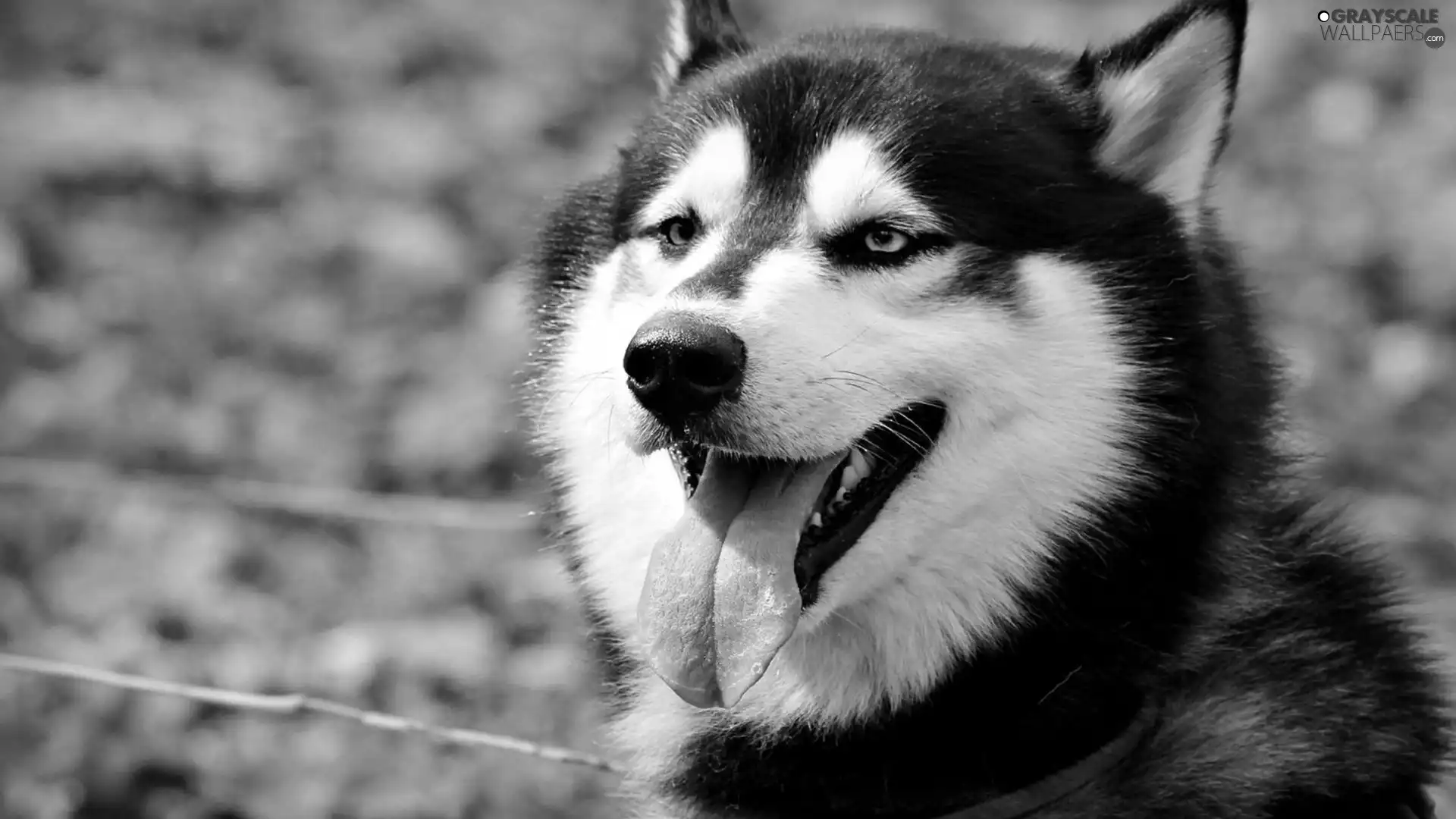 Siberian Husky, Tounge