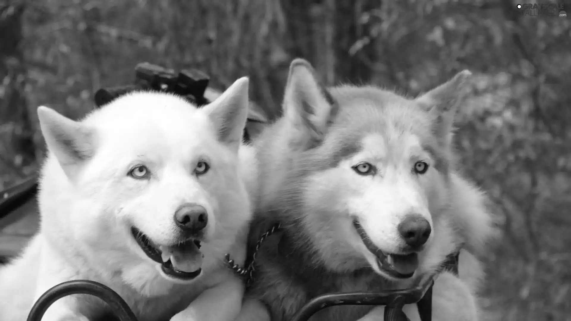 Two cars, Siberian Husky