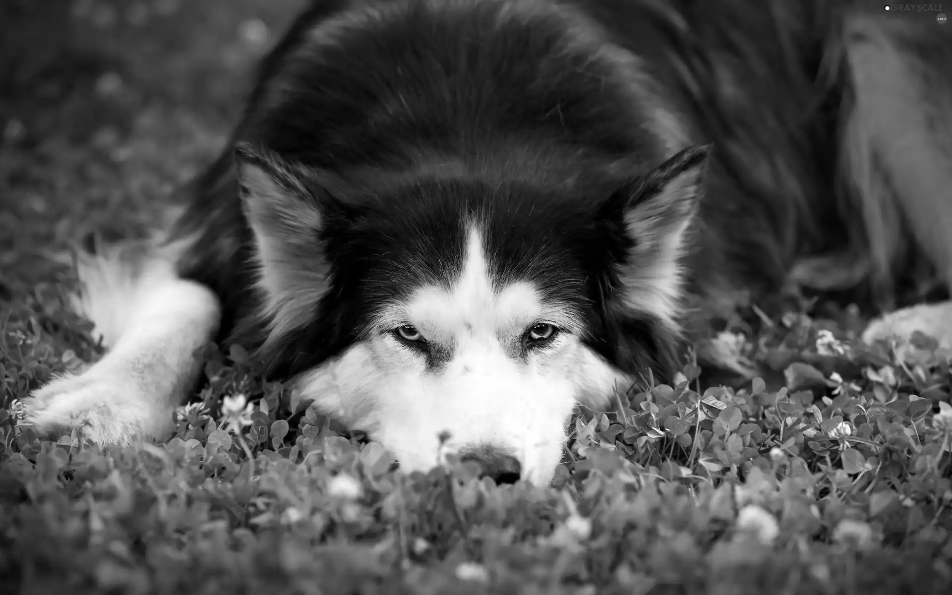 Siberian Husky, VEGETATION